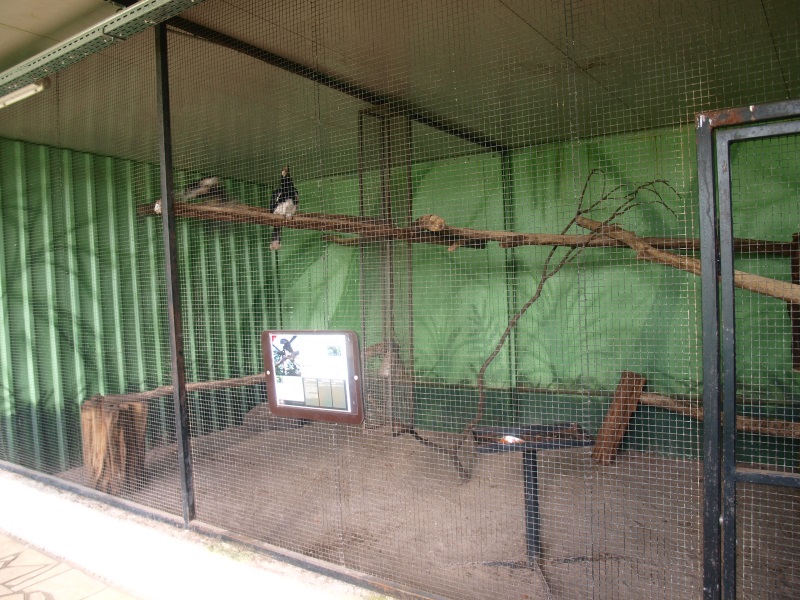 Trumpeter hornbill cage (April 19th, 2015)