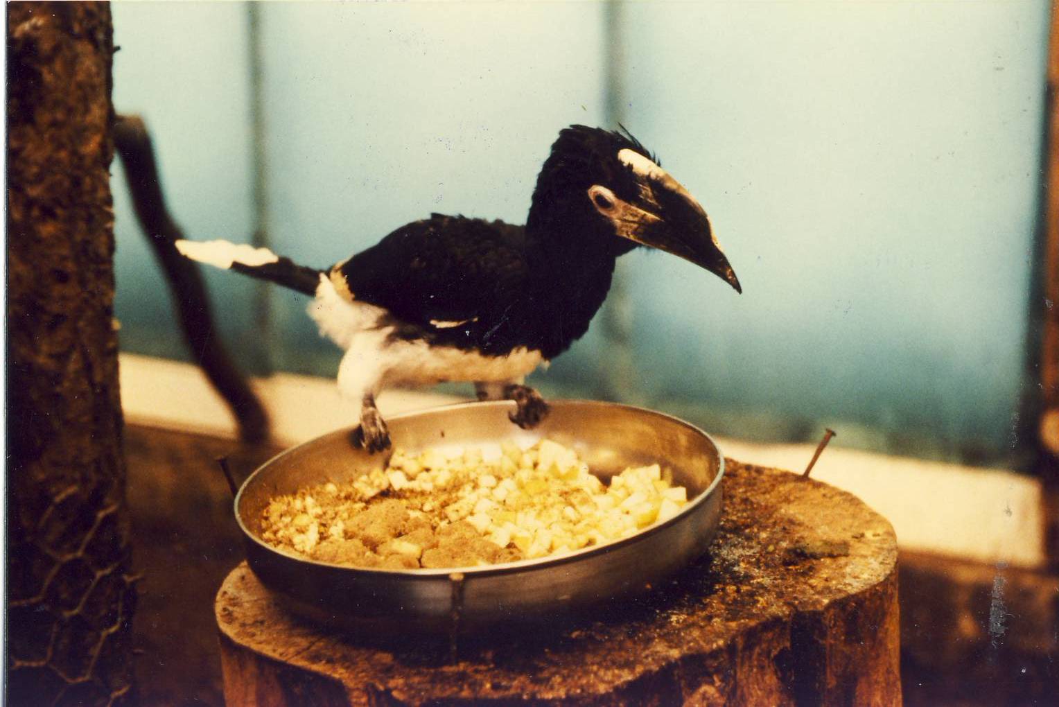 Trumpeter Hornbill Chester Zoo 10 August 1985