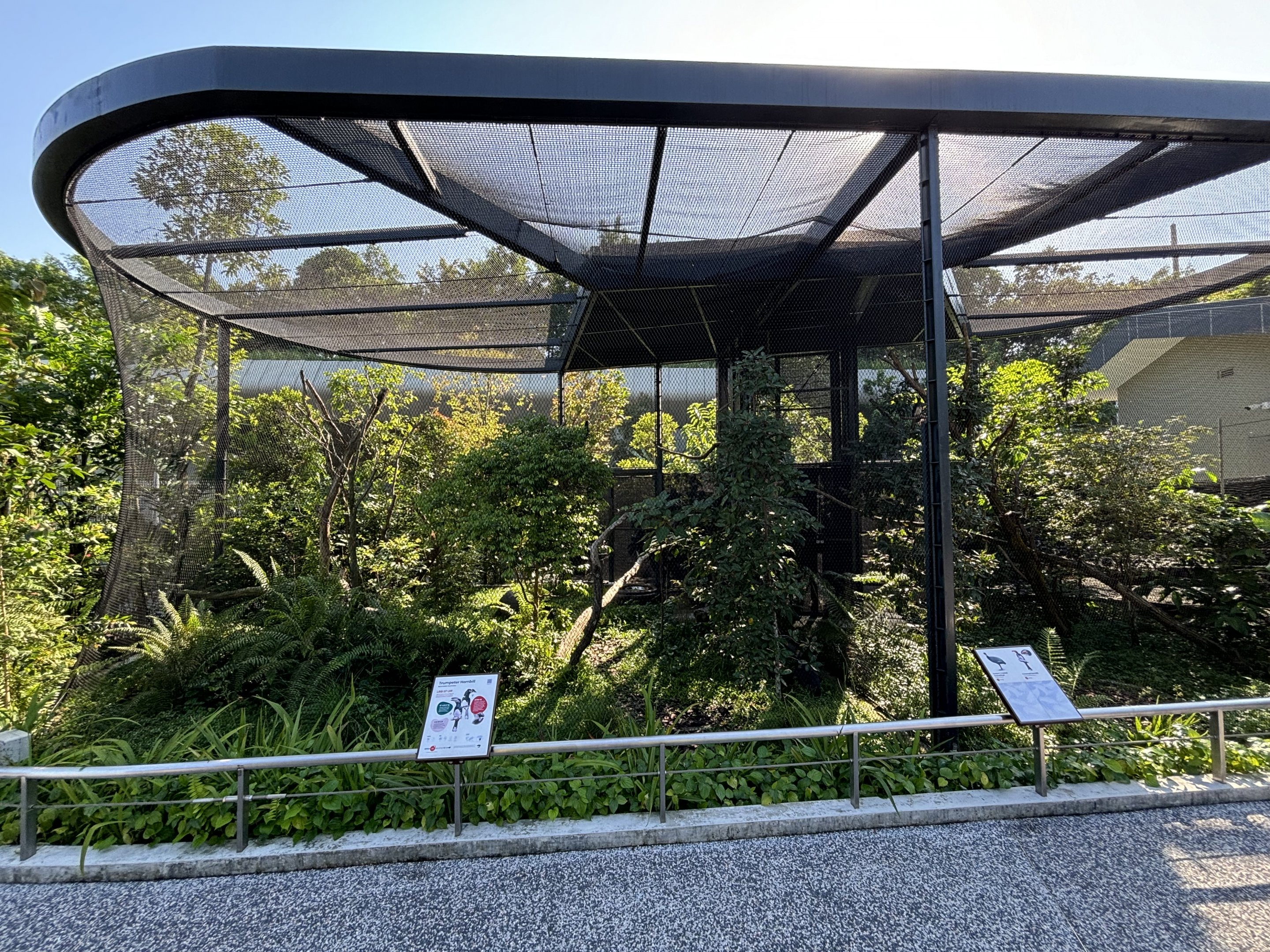 Trumpeter Hornbill + Crowned Hornbill + Guineafowl