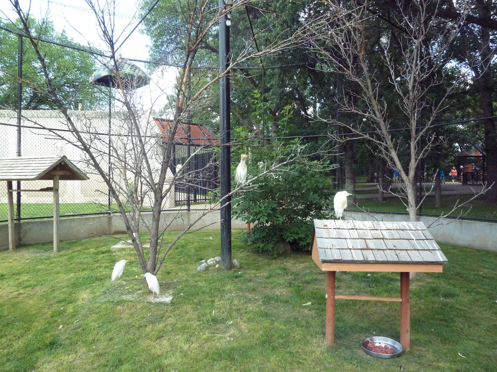 Trumpeter Hornbill/Egret Aviary