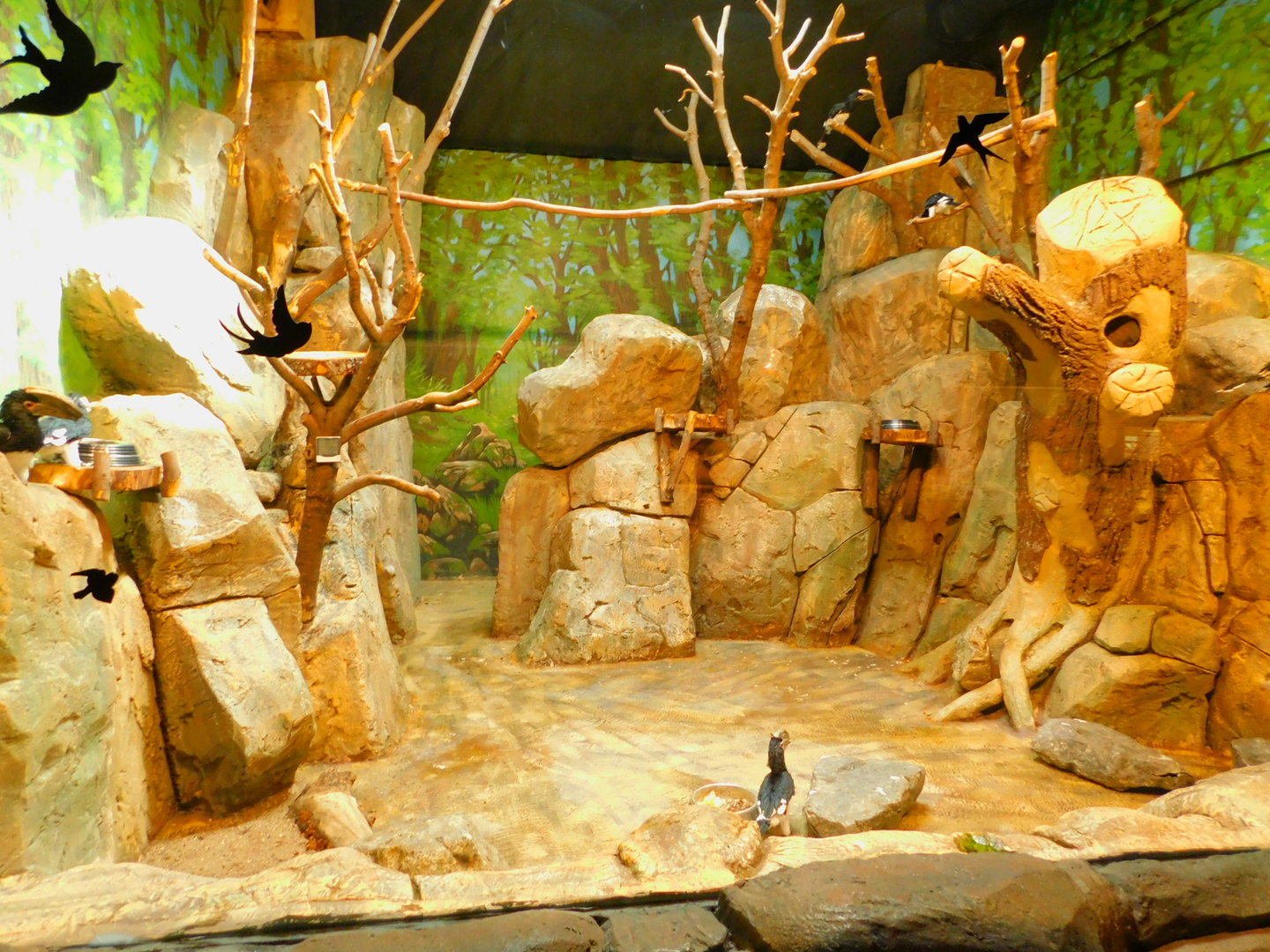 Trumpeter Hornbill Enclose