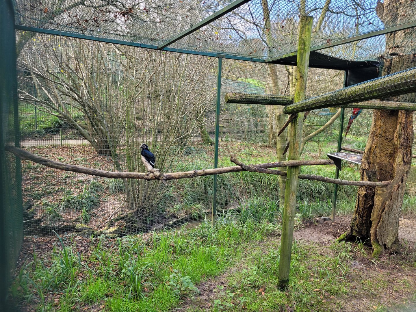 Trumpeter hornbill exhibit -Zoo de Santillana del Mar (2023)