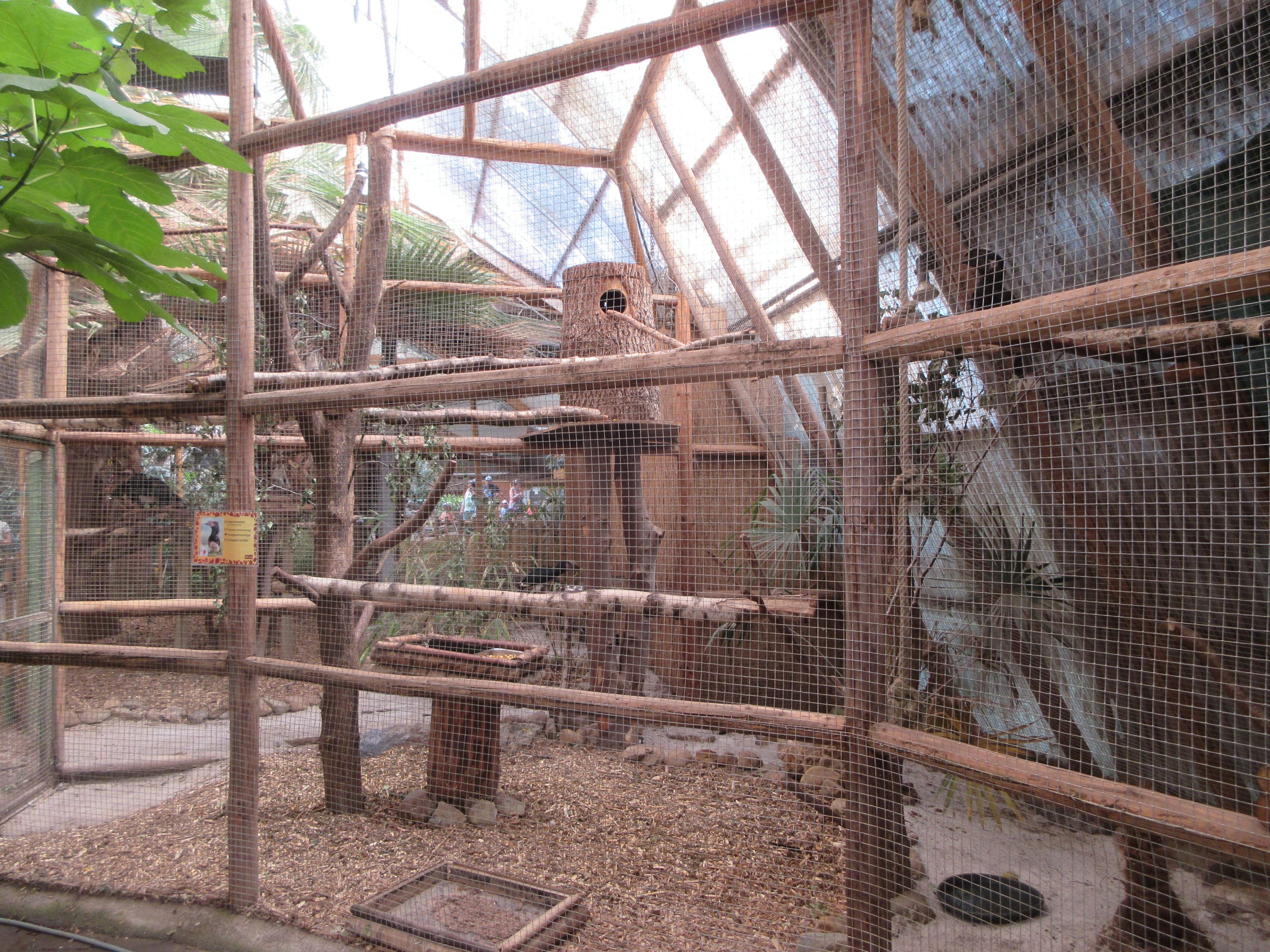 Trumpeter Hornbill Exhibit