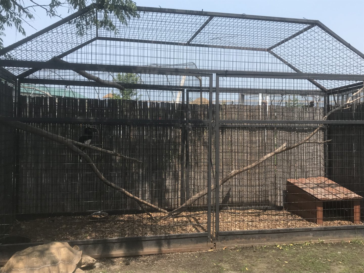 Trumpeter Hornbill Exhibit