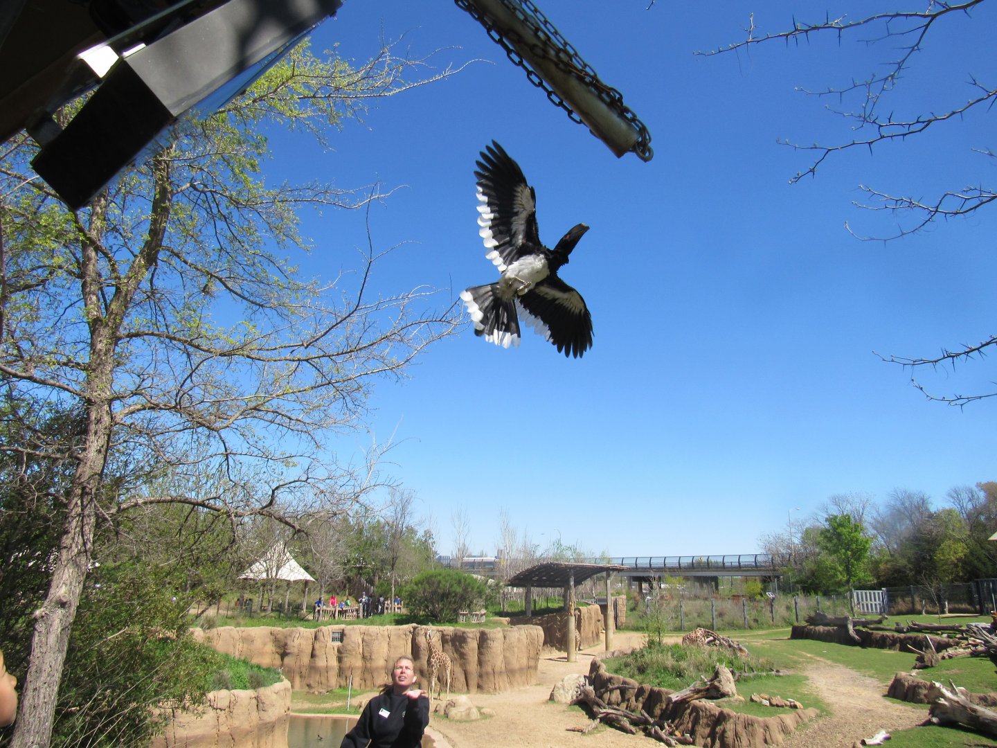 Trumpeter Hornbill Flight Demonstration