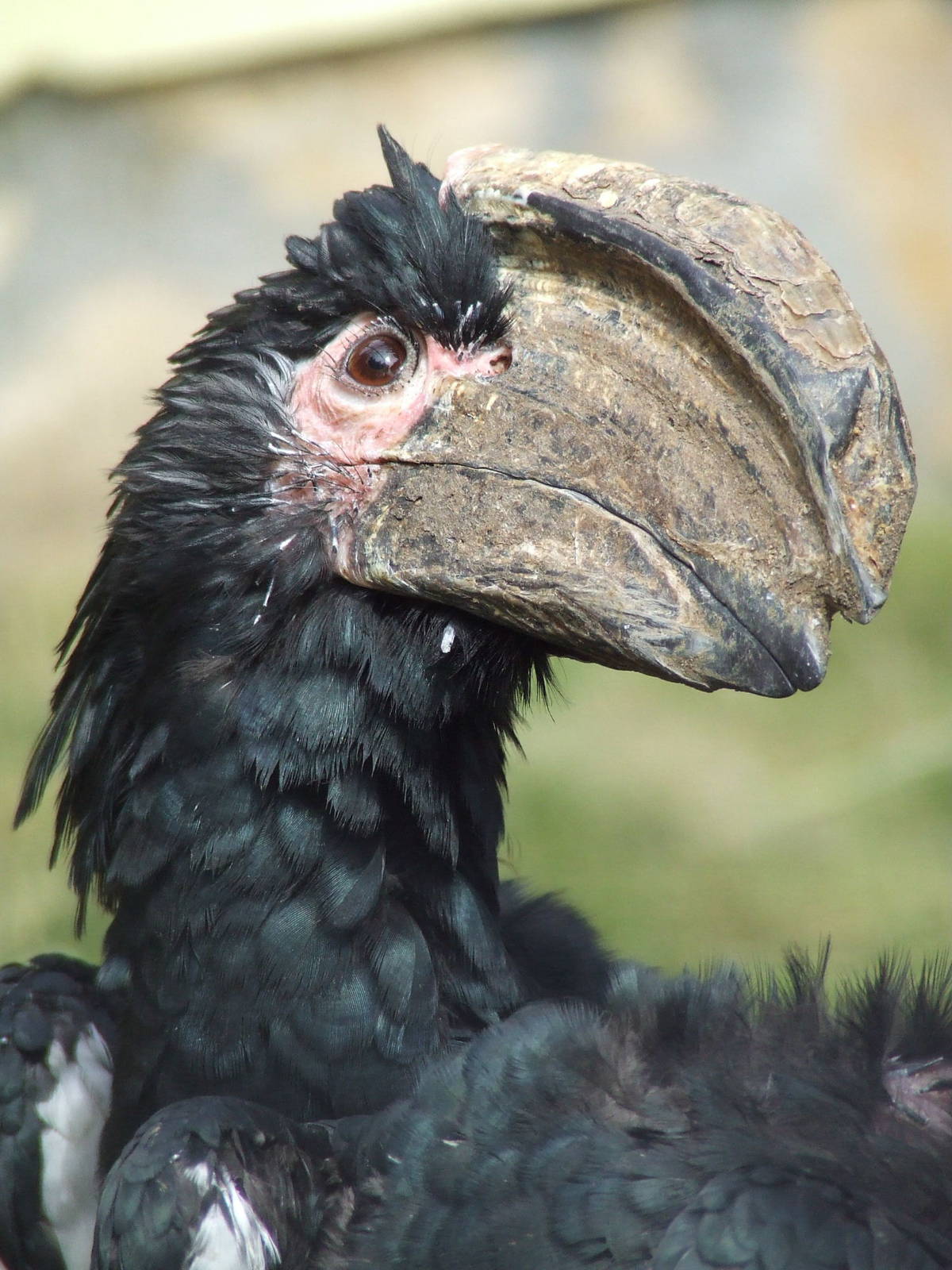 Trumpeter hornbill @ Györ Zoo, Hungary