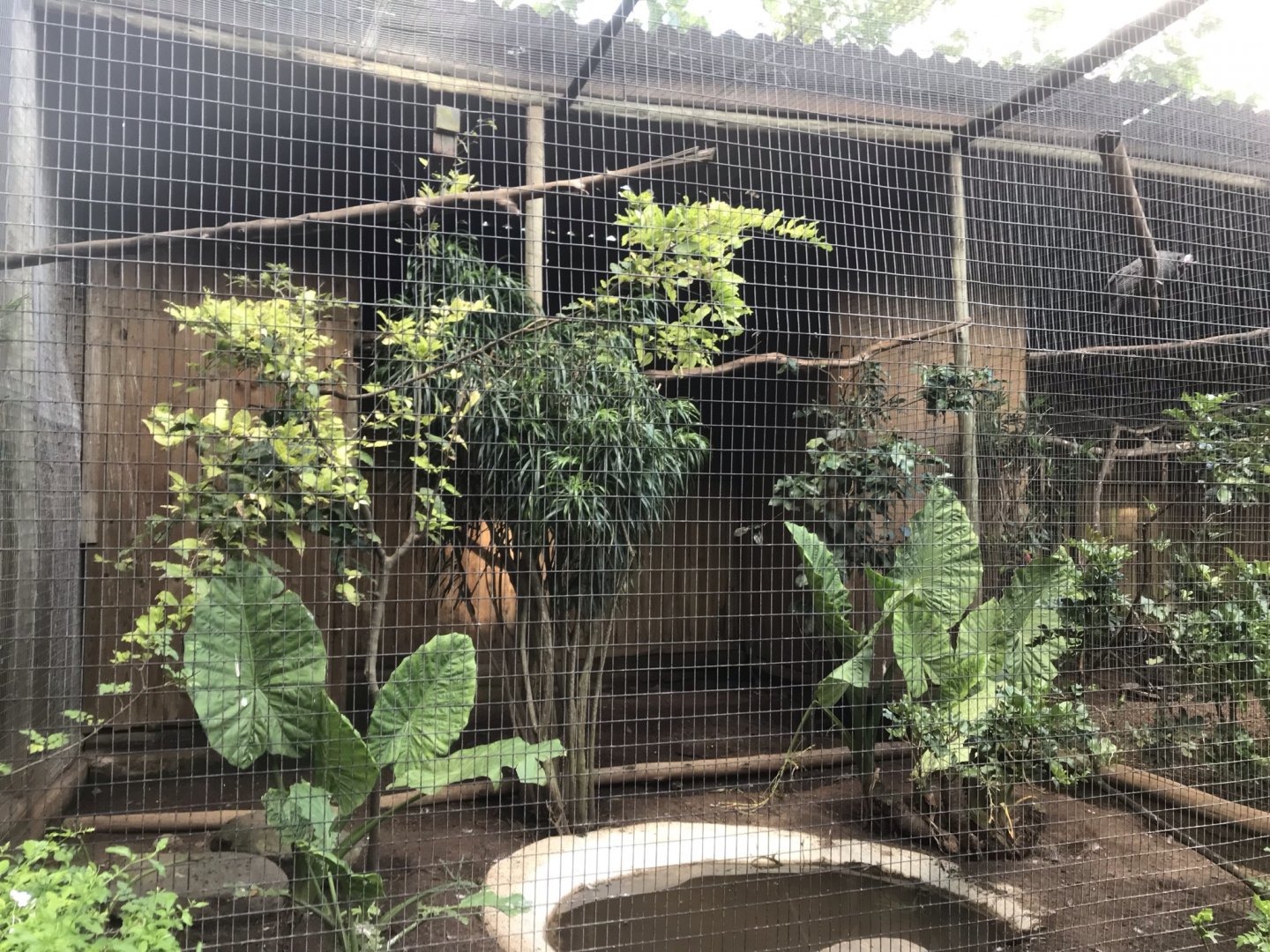 Trumpeter Hornbill/Helmeted Guineafowl Exhibit