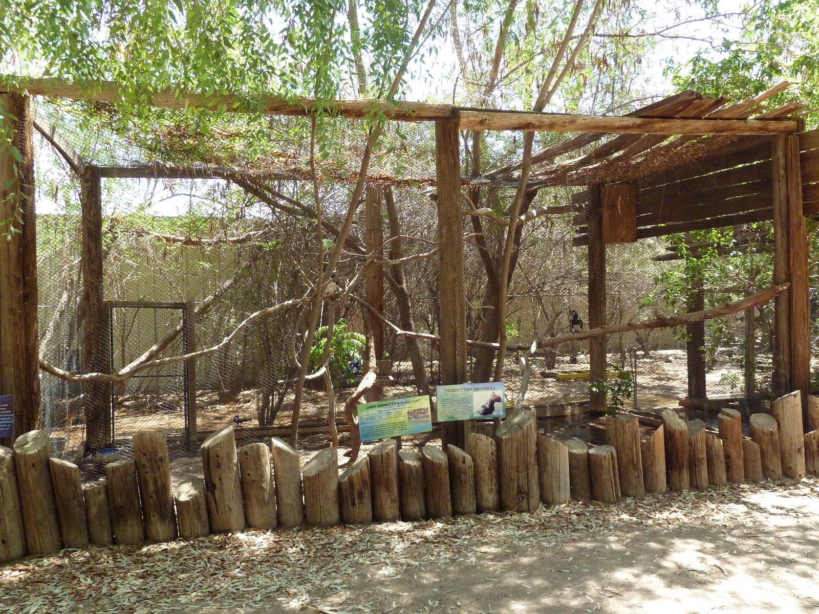 Trumpeter Hornbill/Lady Amherst's Pheasant Exhibit