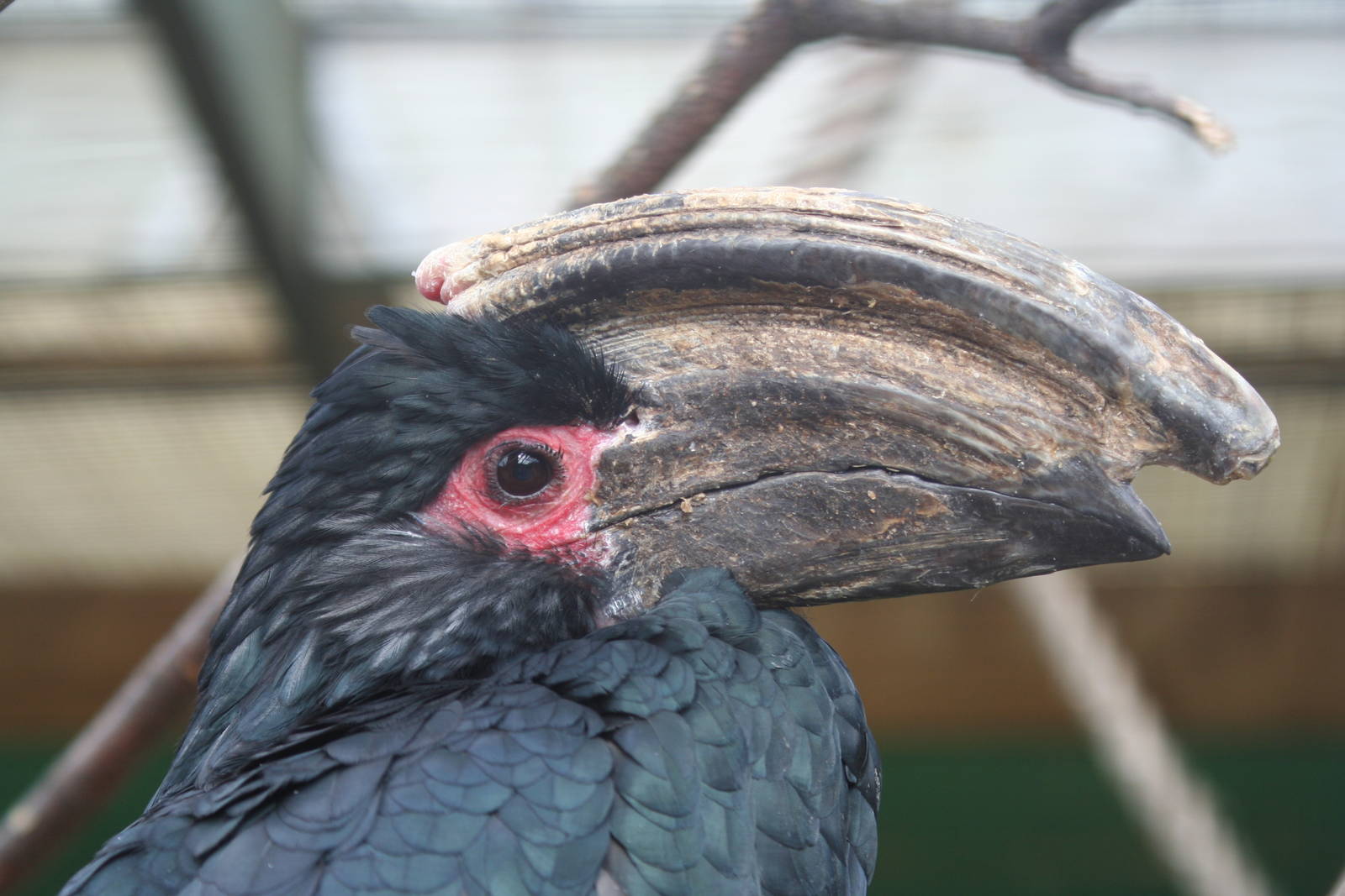 Trumpeter Hornbill @ Lotherton; 24.09.09