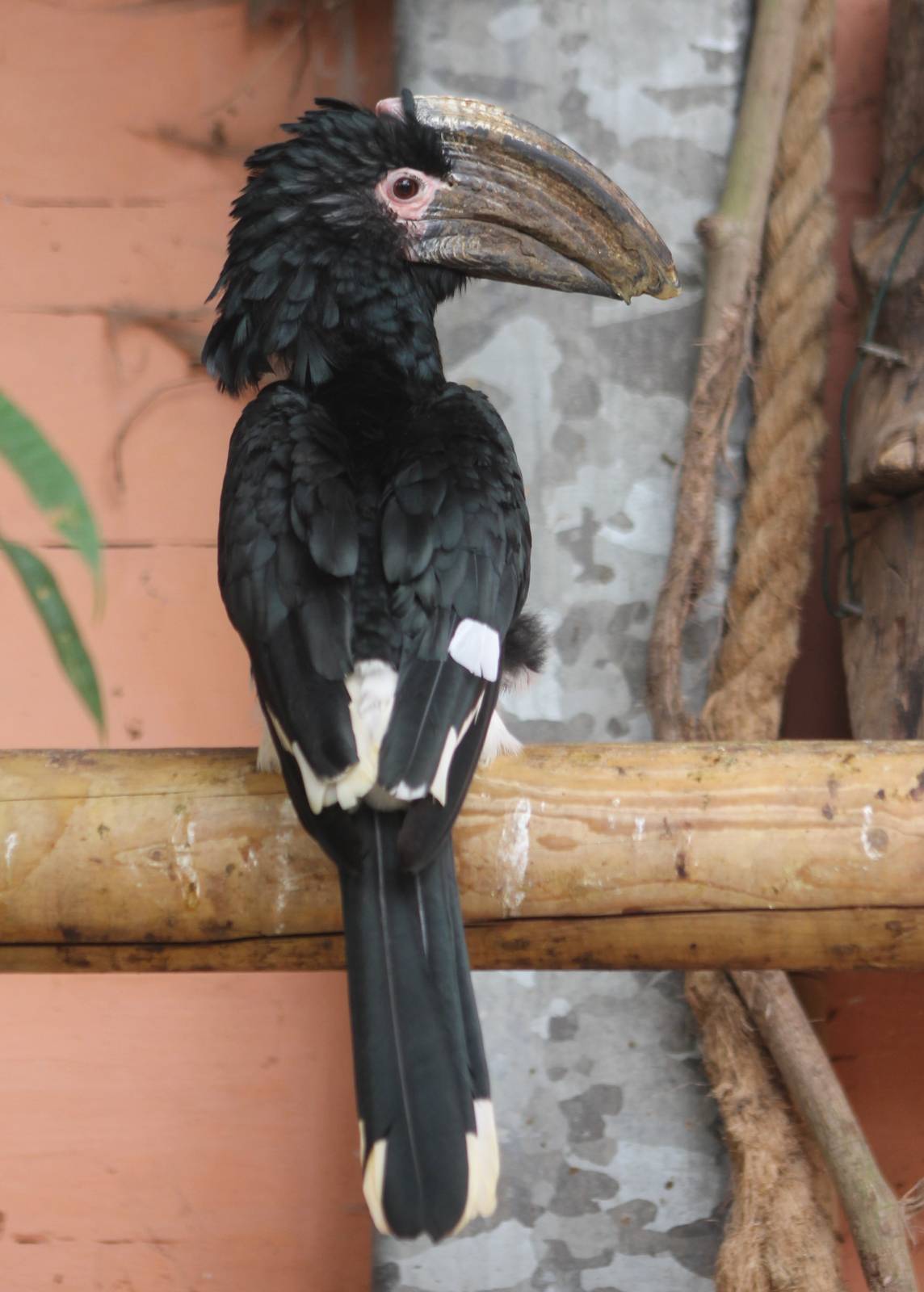 Trumpeter hornbill male