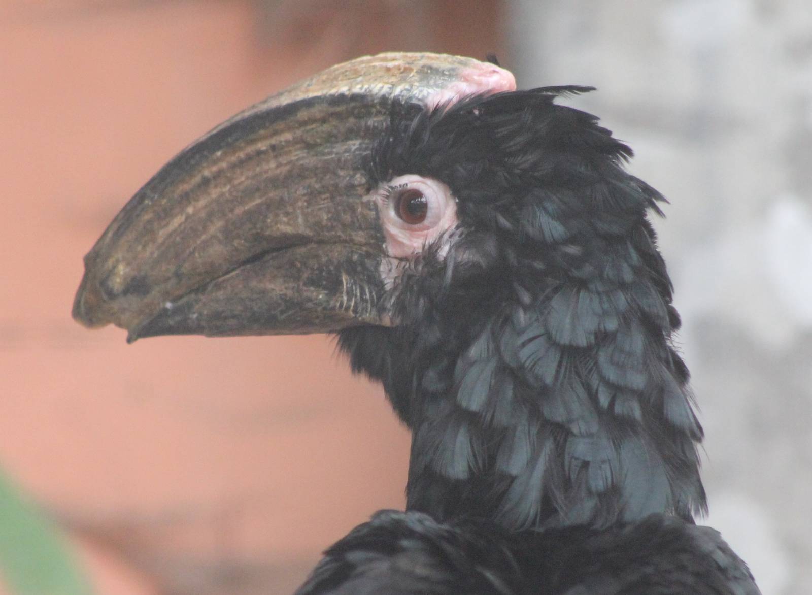 Trumpeter hornbill male