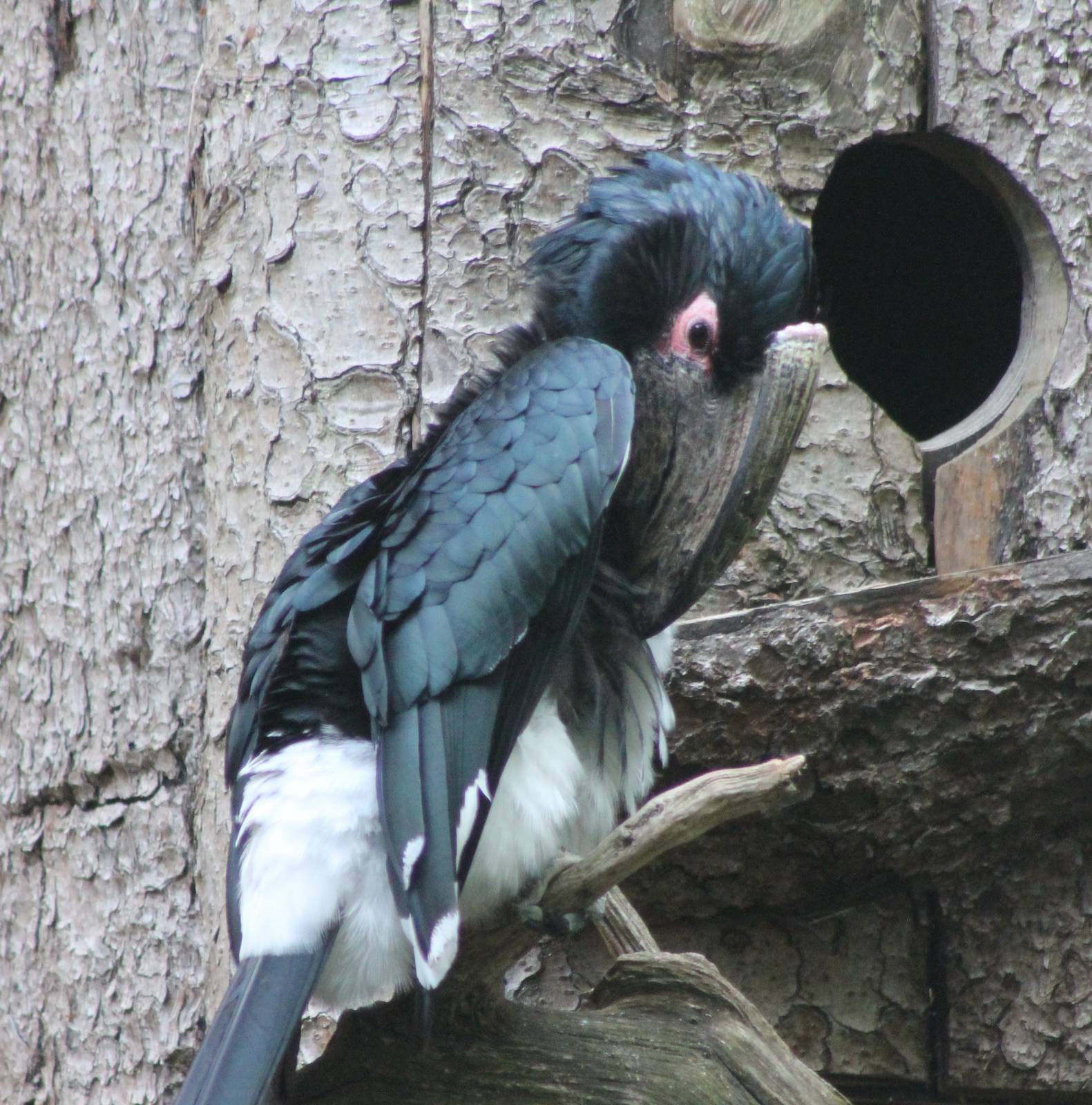 Trumpeter hornbill male