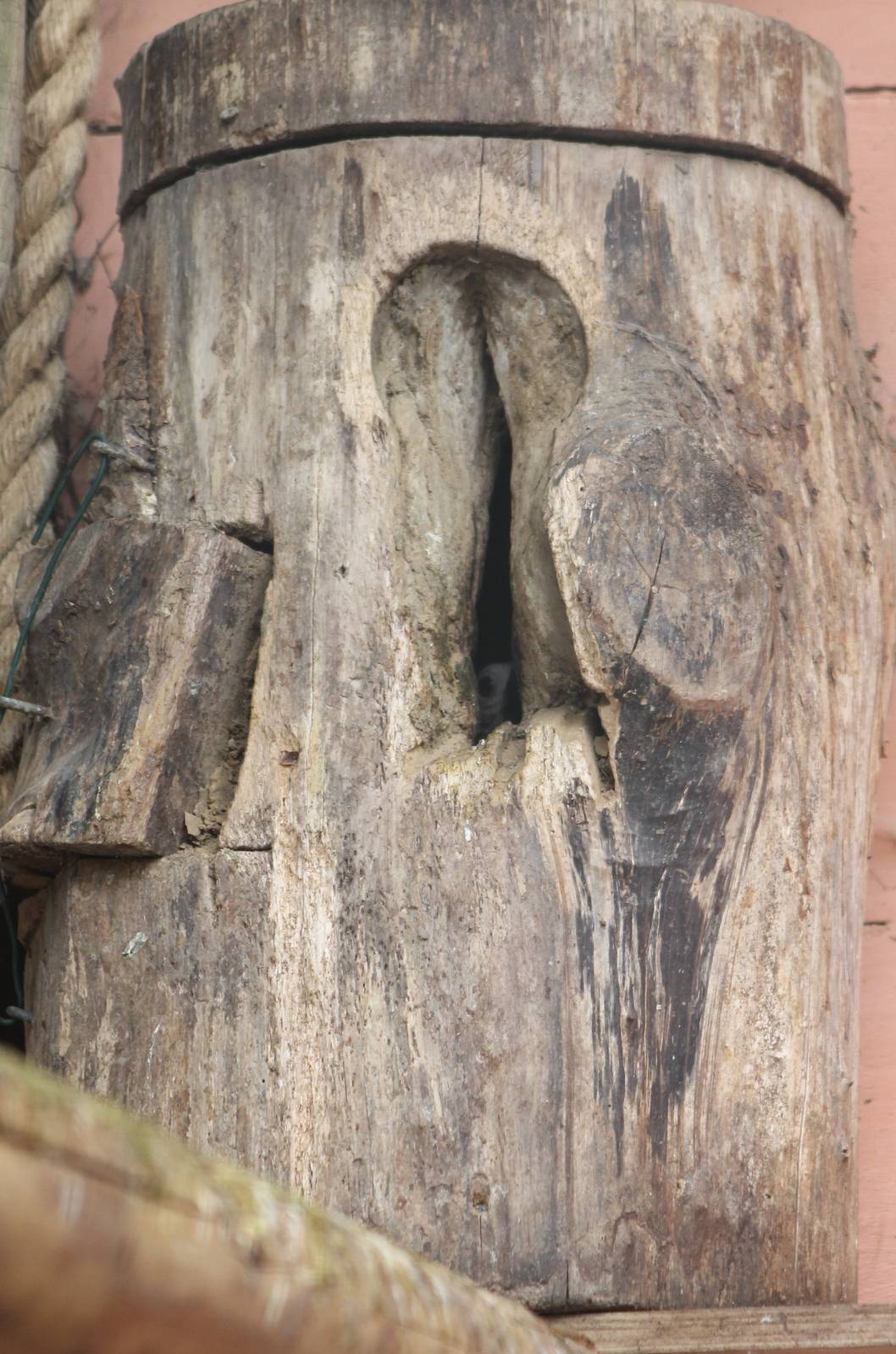 Trumpeter hornbill nestbox with female sealed-in
