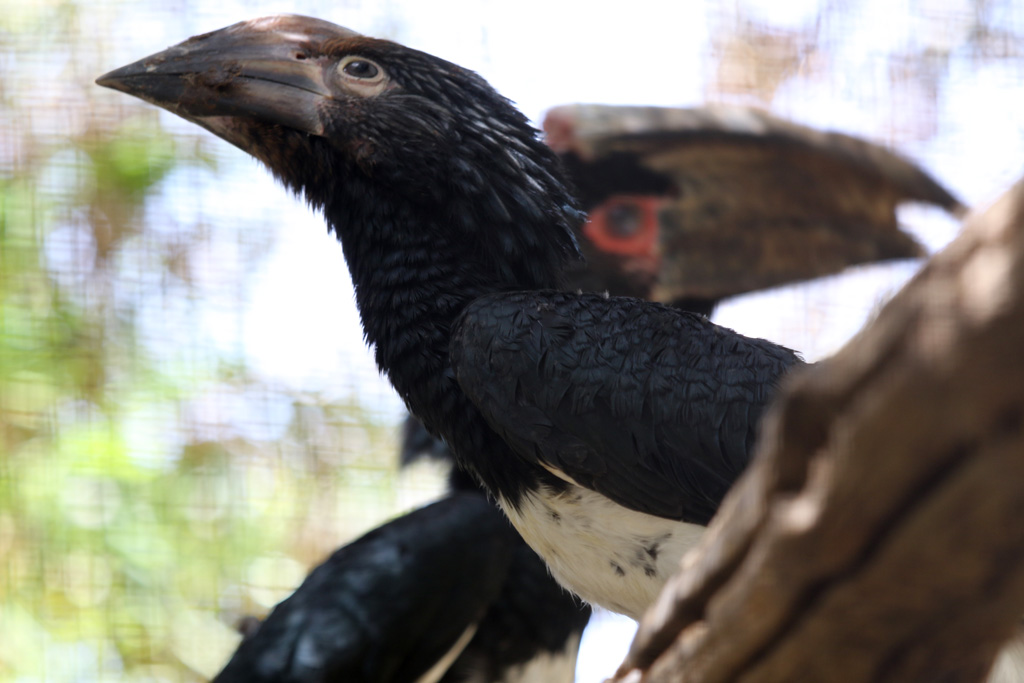 Trumpeter Hornbill pair at Zoo de Lagos 7th August 2017