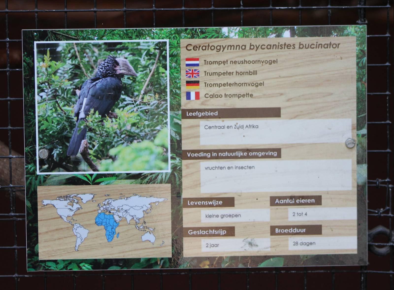 Trumpeter hornbill sign