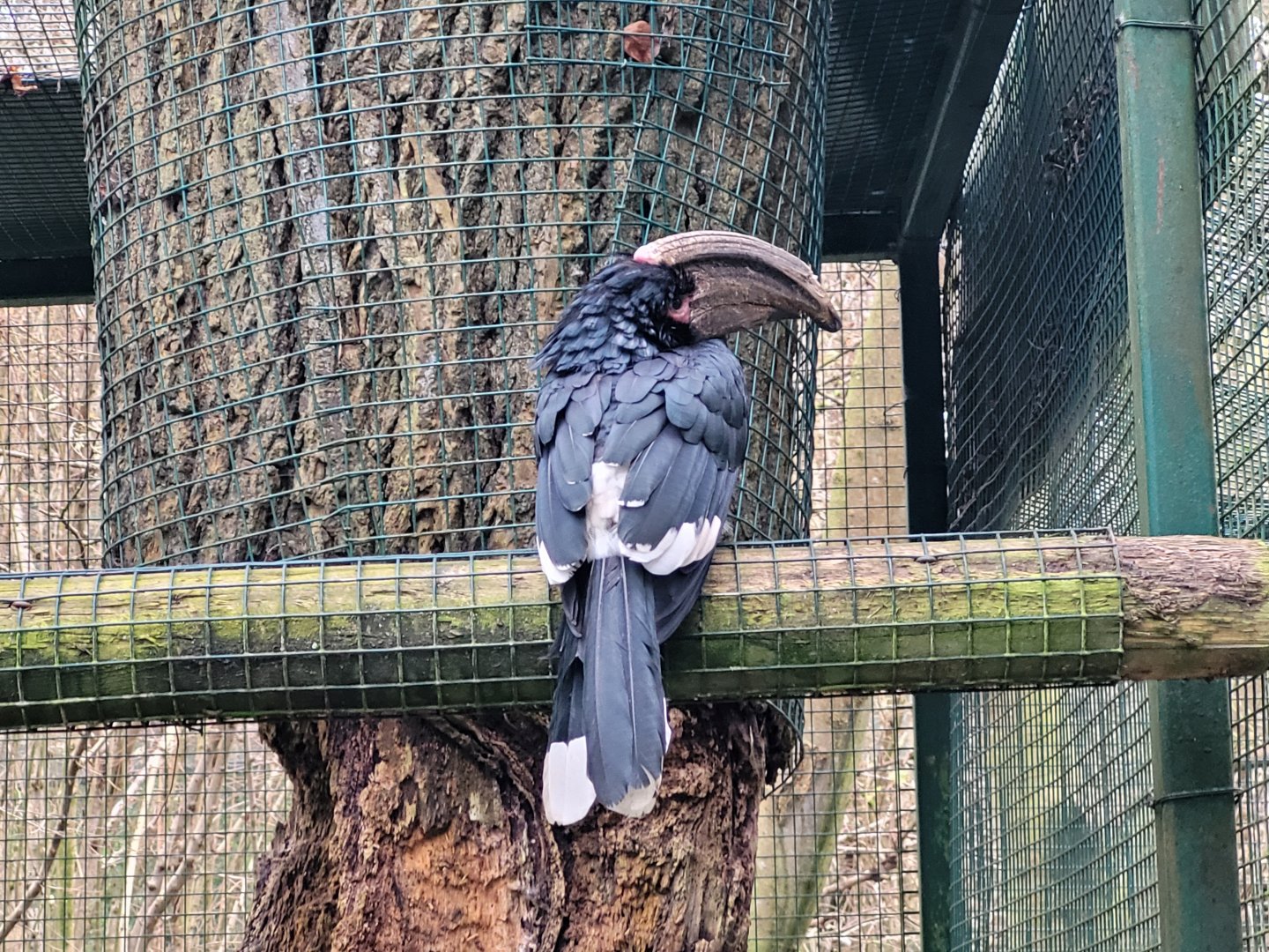 Trumpeter hornbill -Zoo de Santillana del Mar (2023)