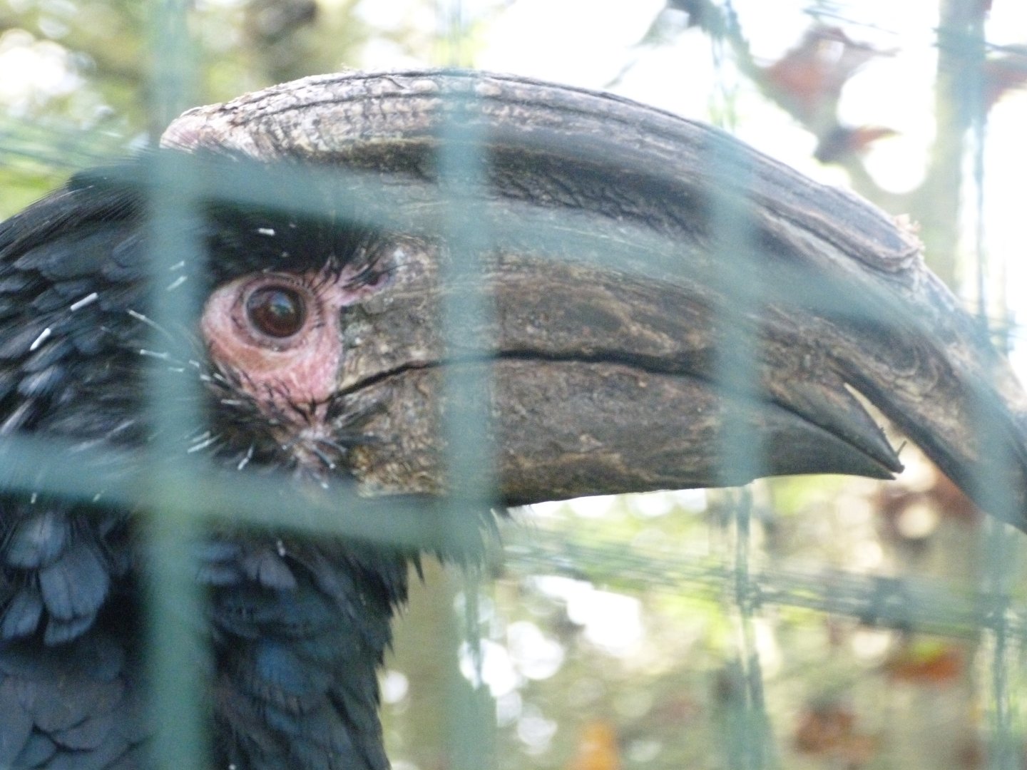 Trumpeter hornbill -Zoo de Santillana del Mar (2024)