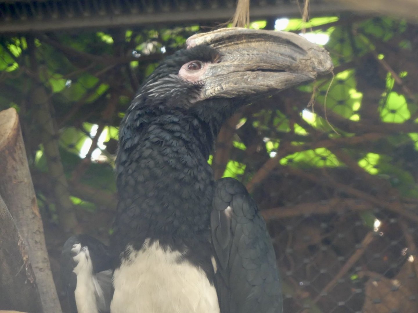 Trumpeter Hornbill - Zoo København - 26.05.25