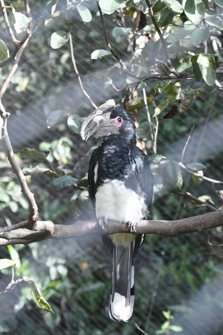 Trumpeter Hornbill (Zoo Lourosa)