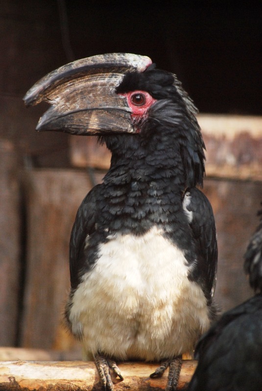 Trumpeter hornbill
