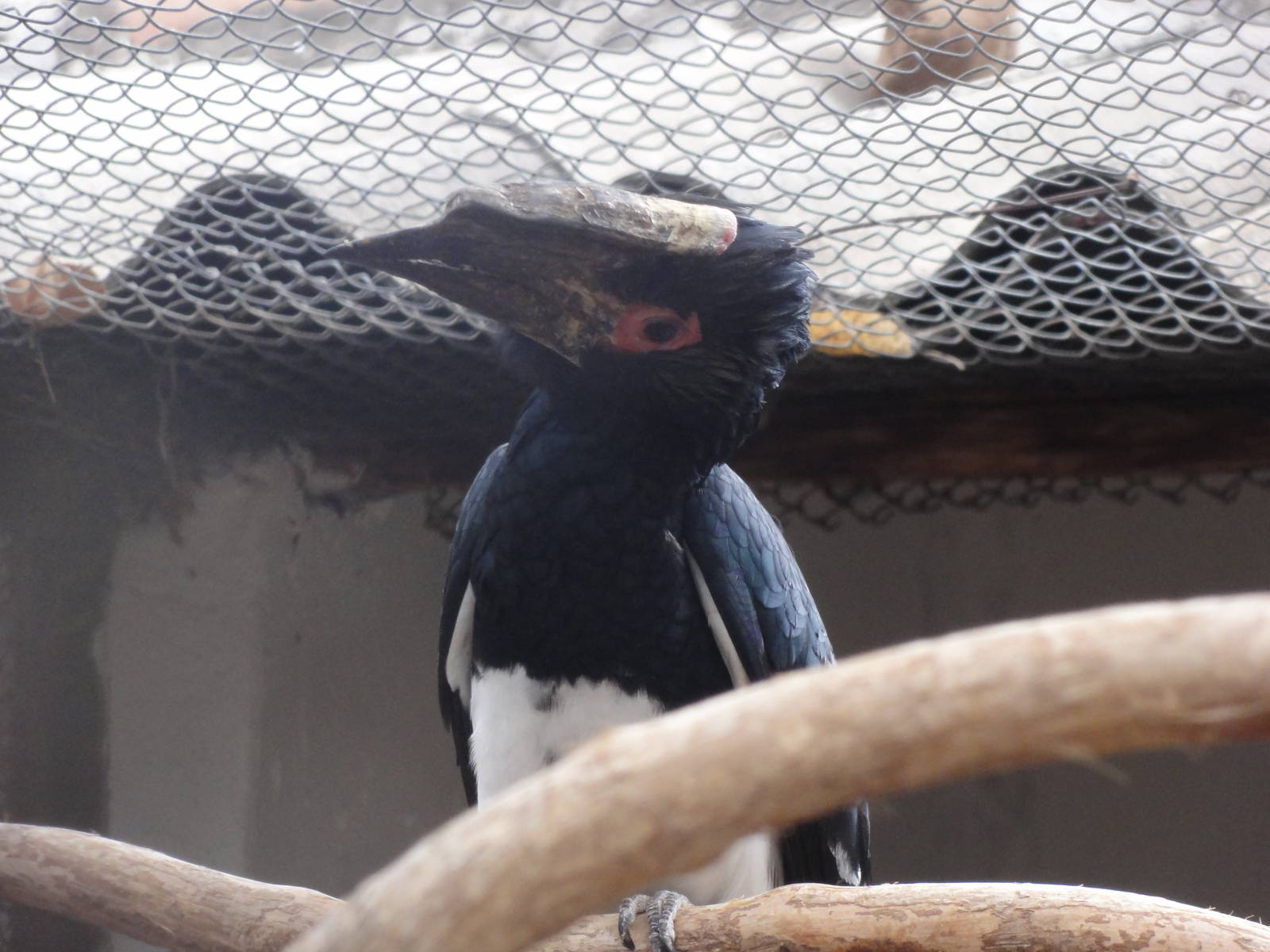 Trumpeter Hornbill