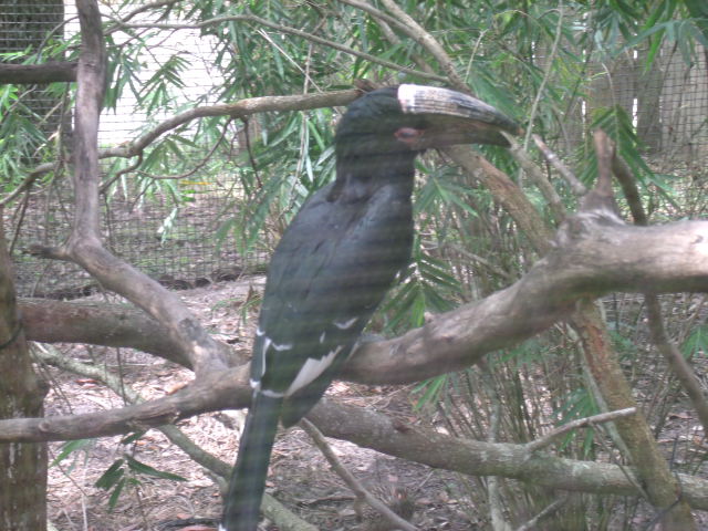 Trumpeter Hornbill