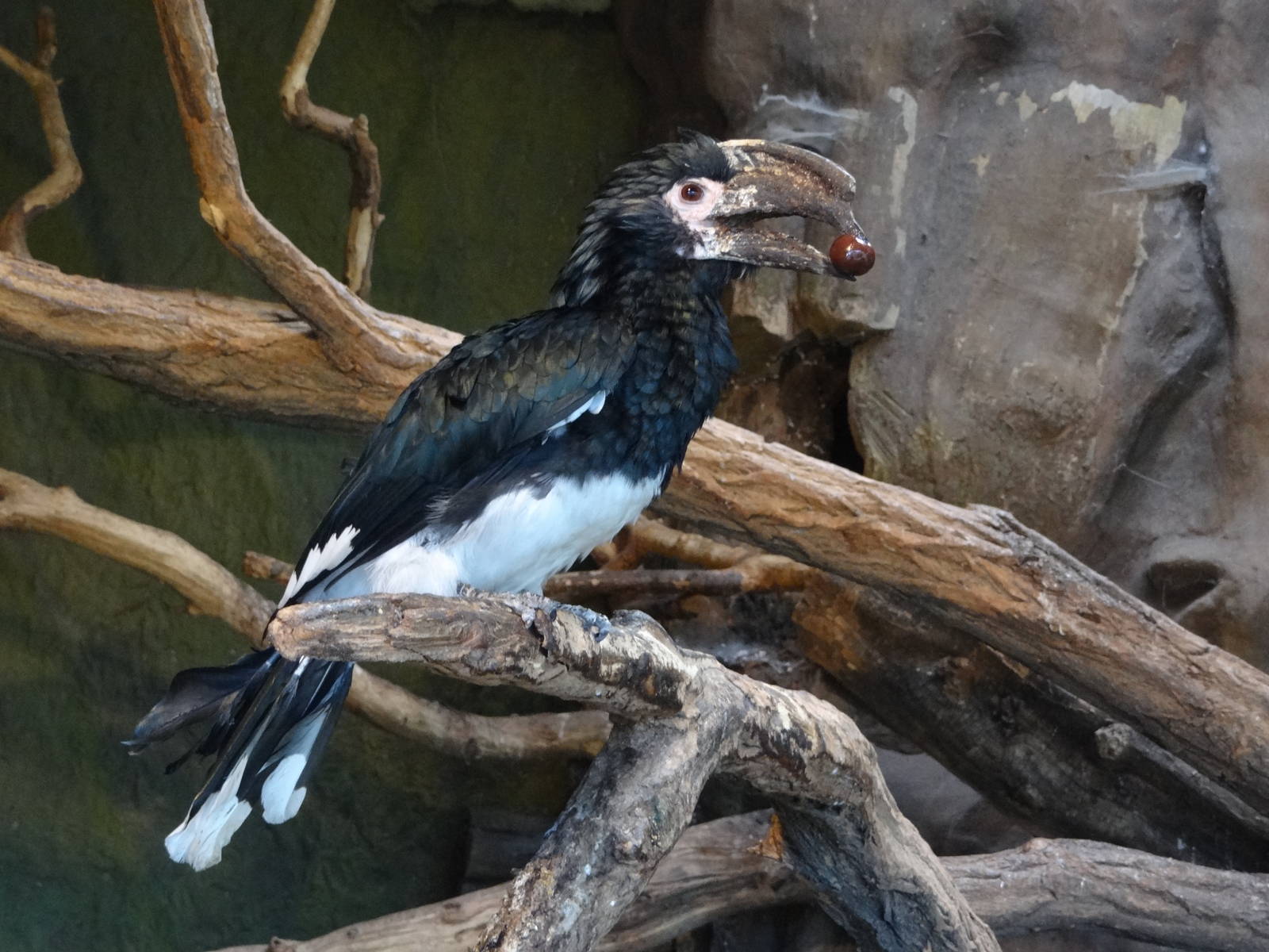 Trumpeter hornbill