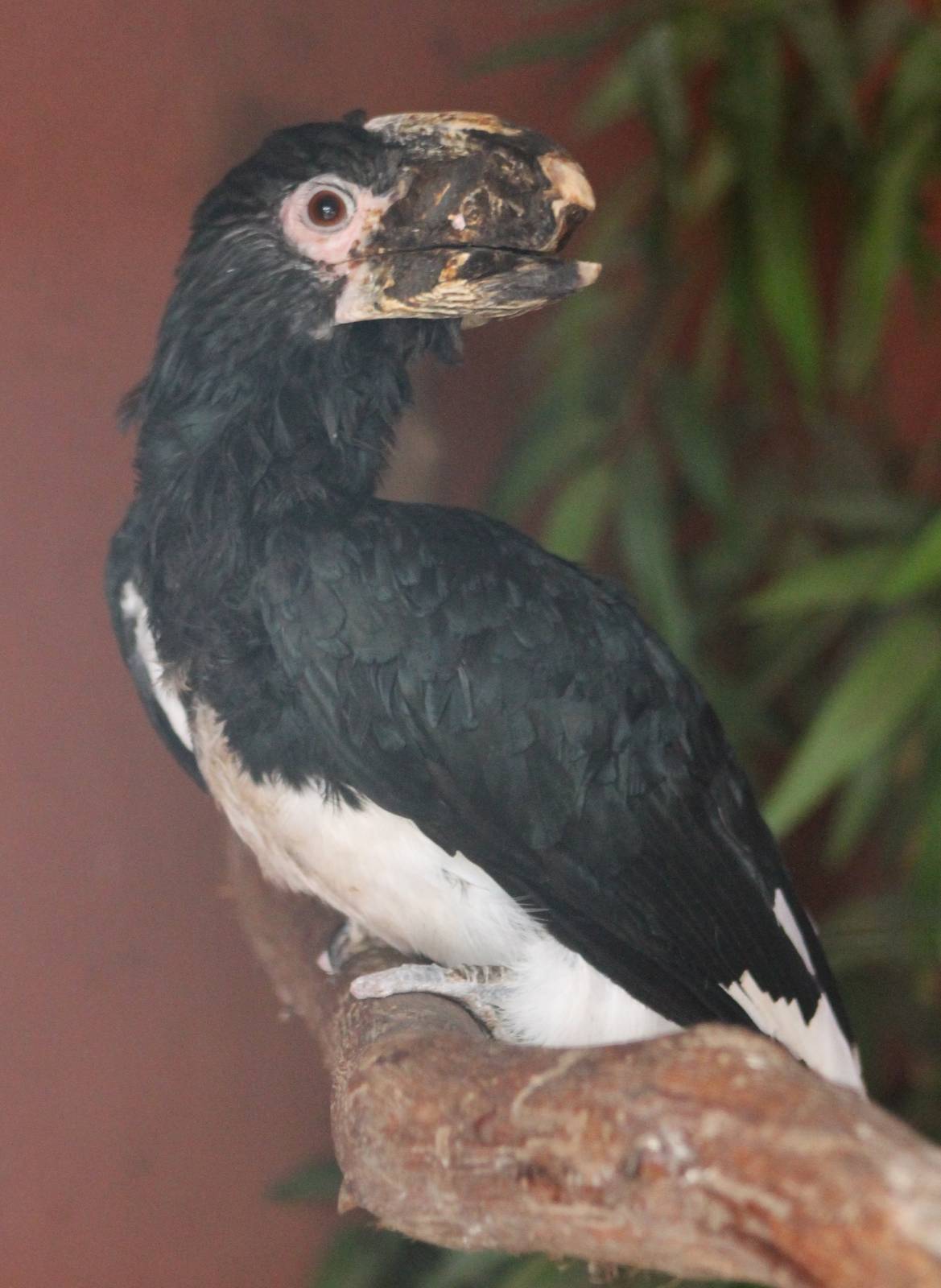 Trumpeter hornbill