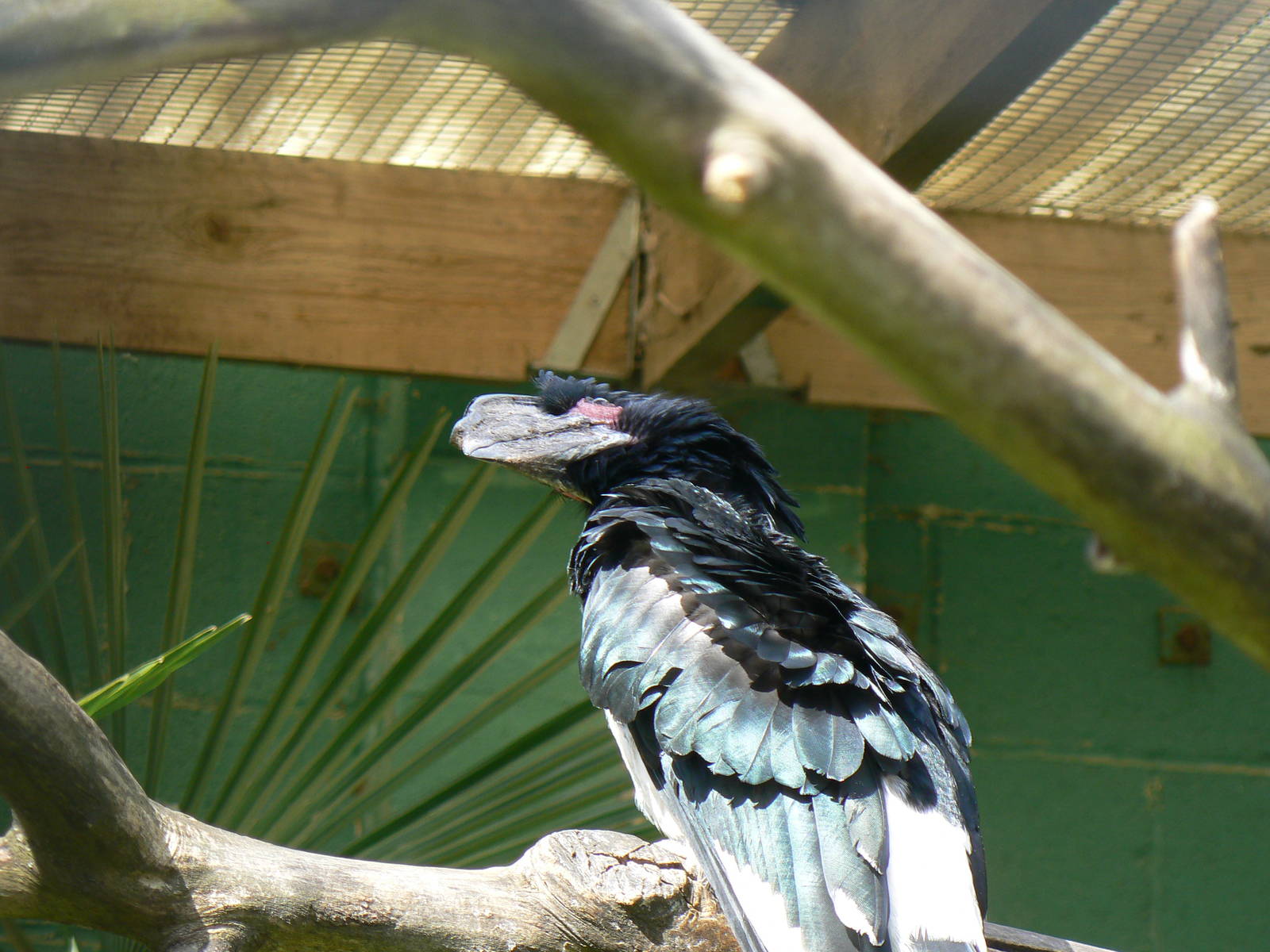 Trumpeter Hornbill