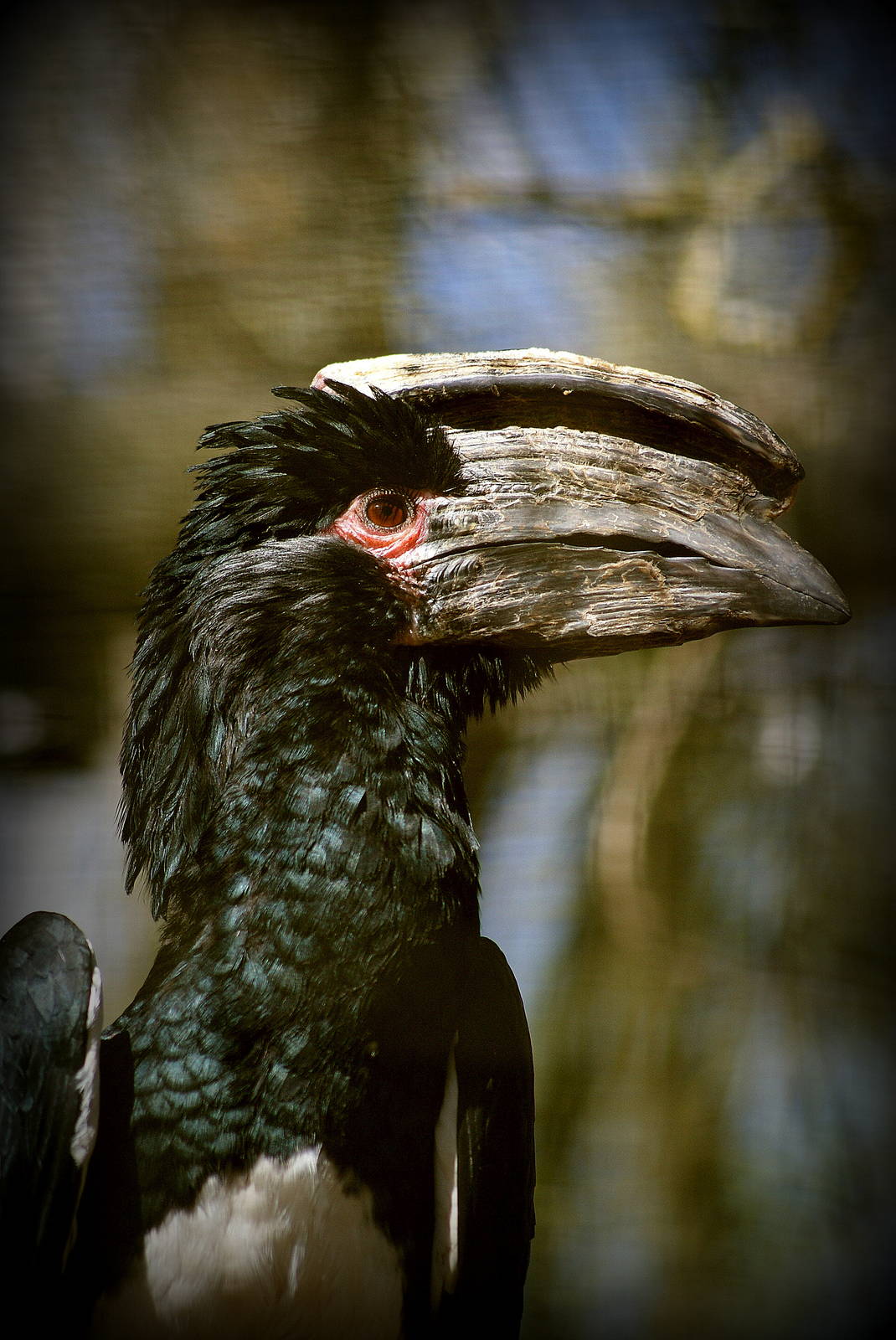 Trumpeter hornbill