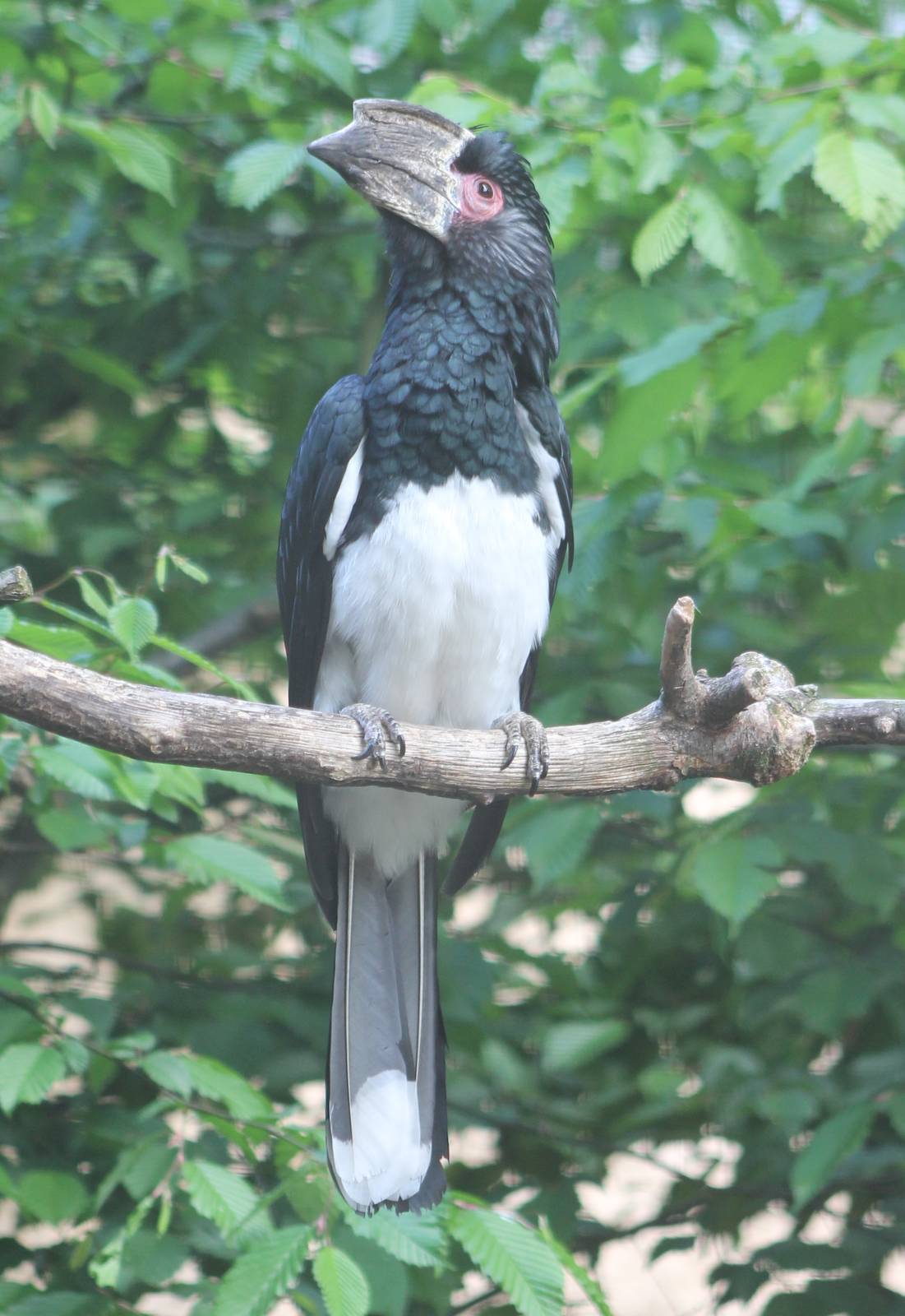 Trumpeter hornbill