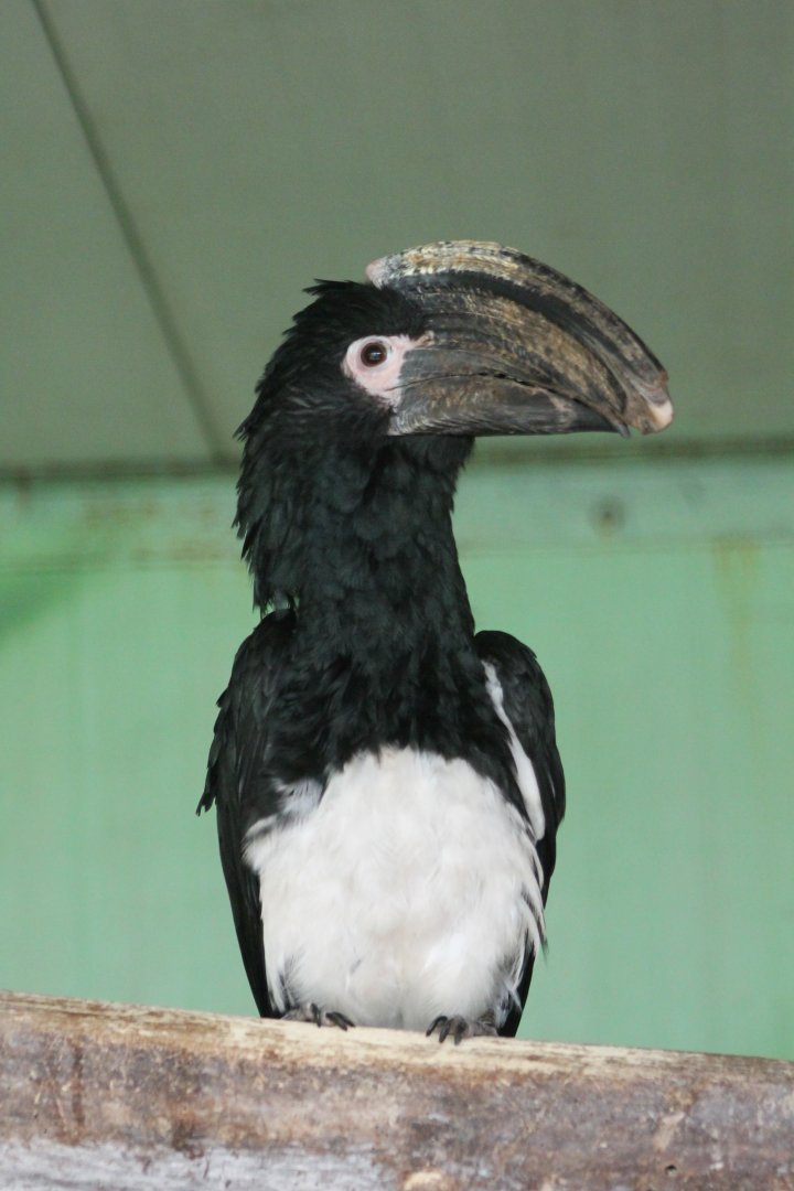 Trumpeter hornbill
