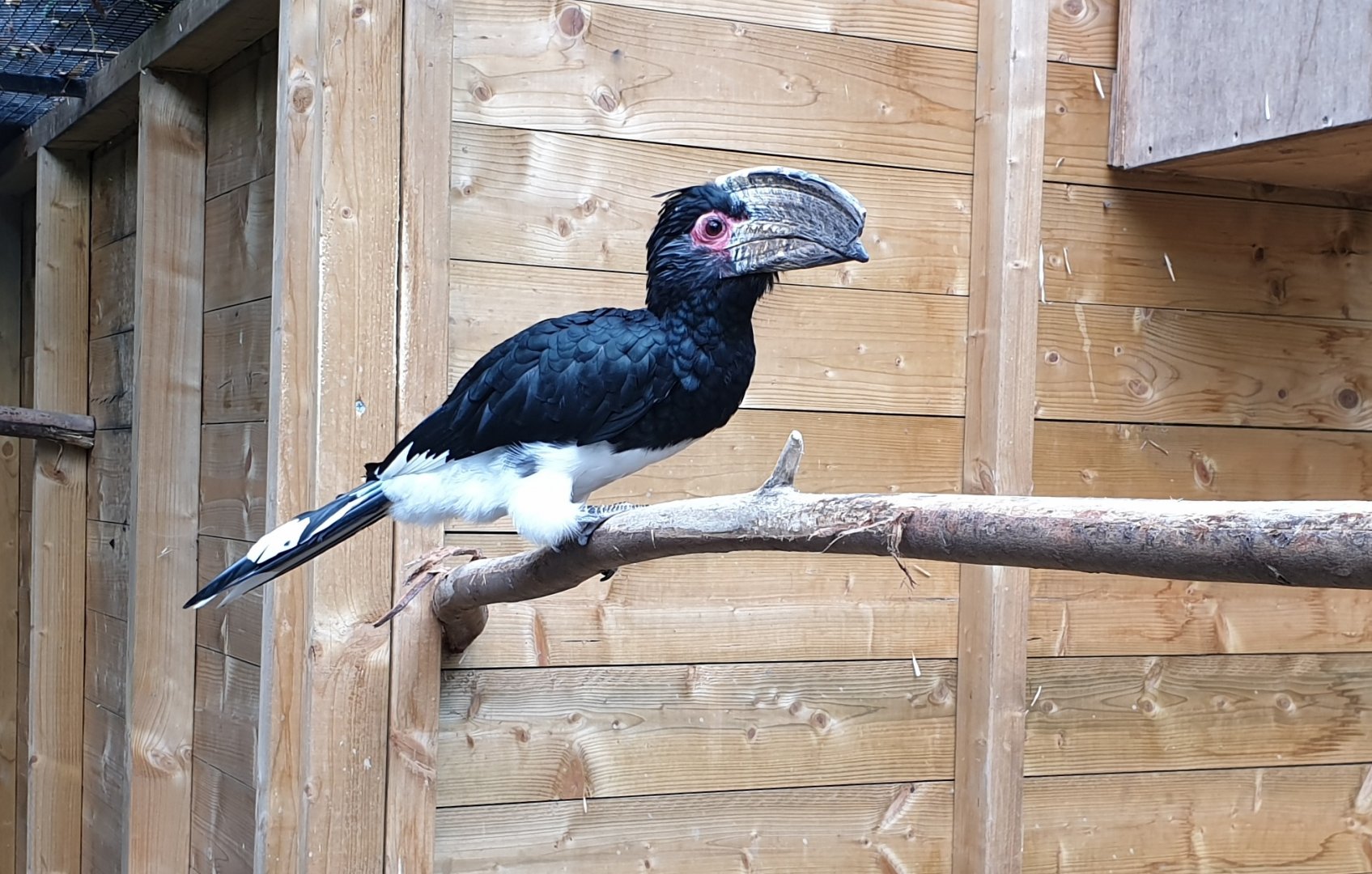 Trumpeter hornbill