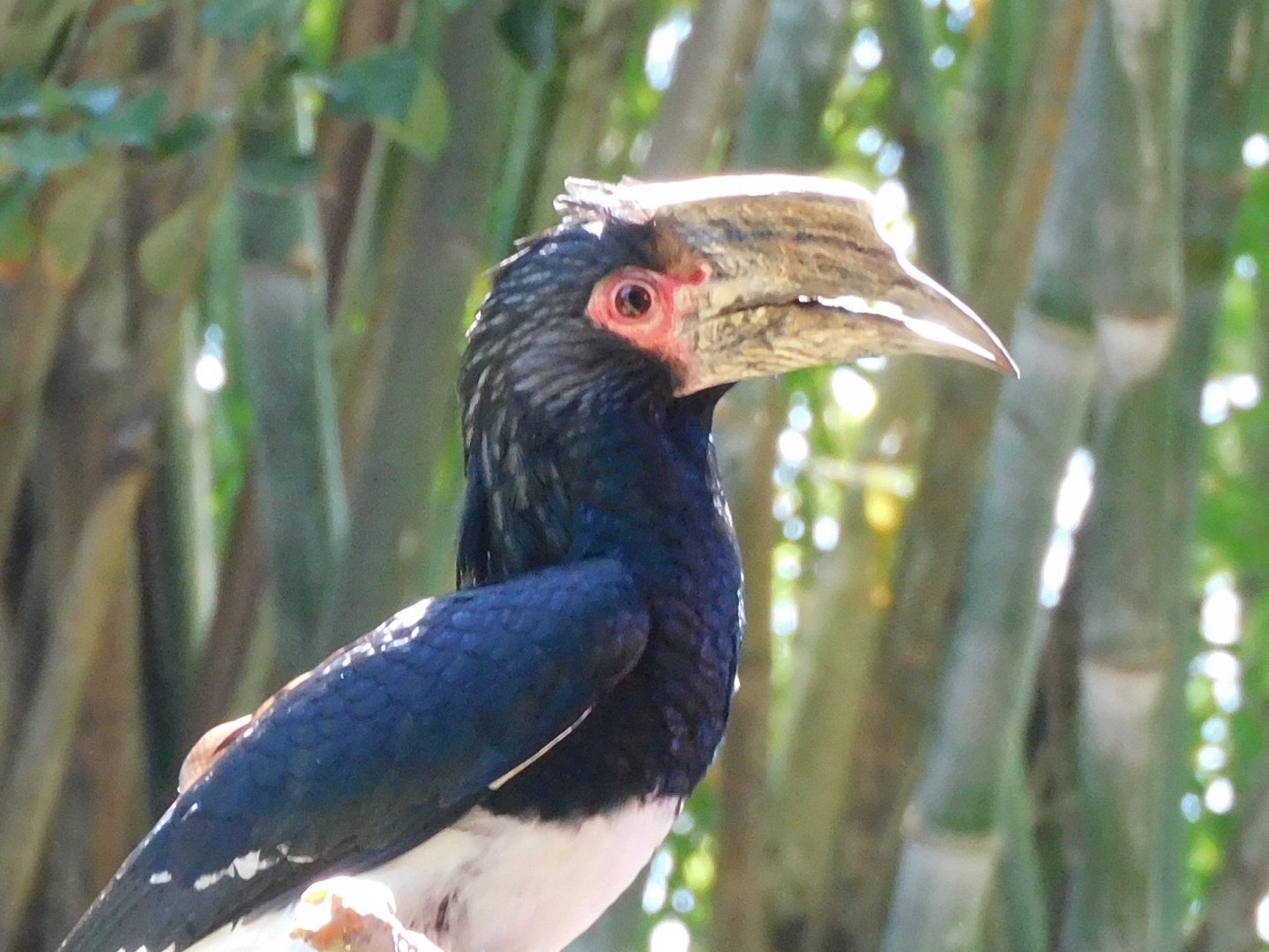 Trumpeter hornbill