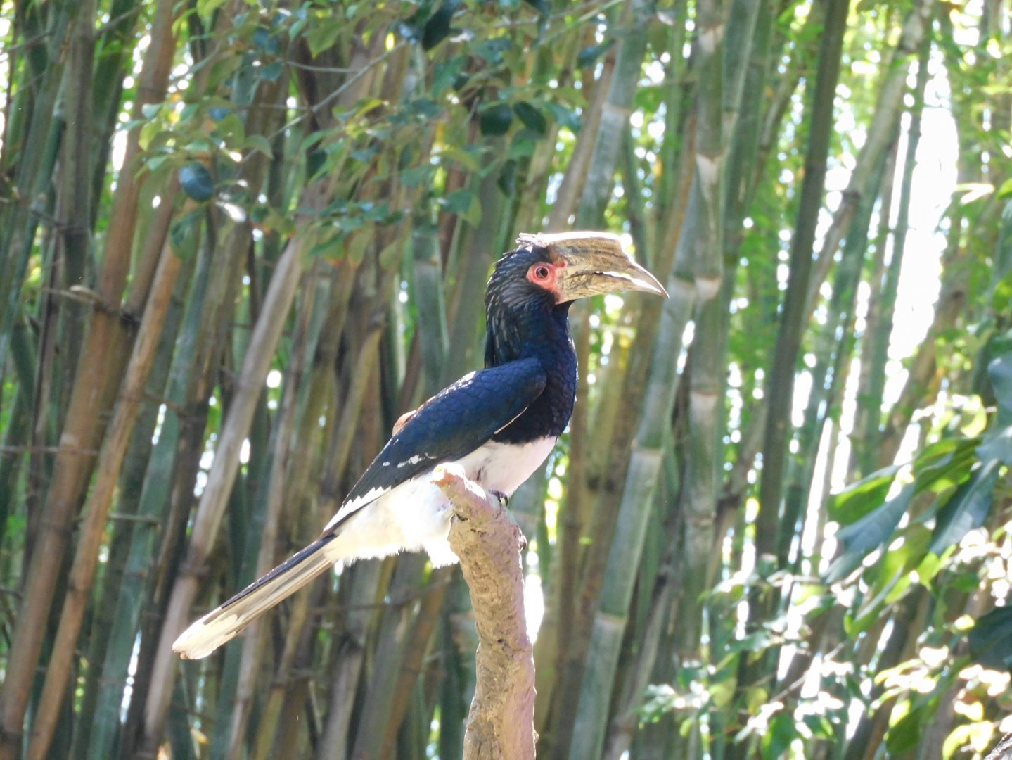 Trumpeter hornbill