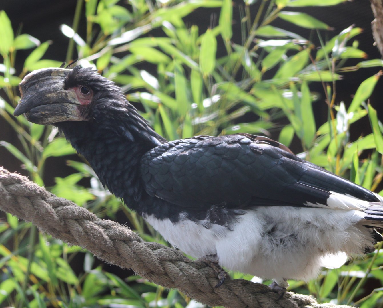 Trumpeter hornbill