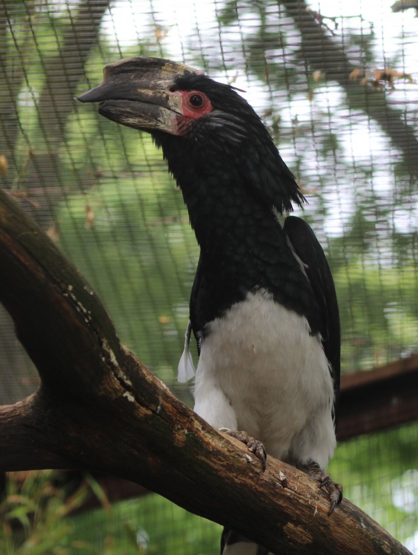 Trumpeter hornbill
