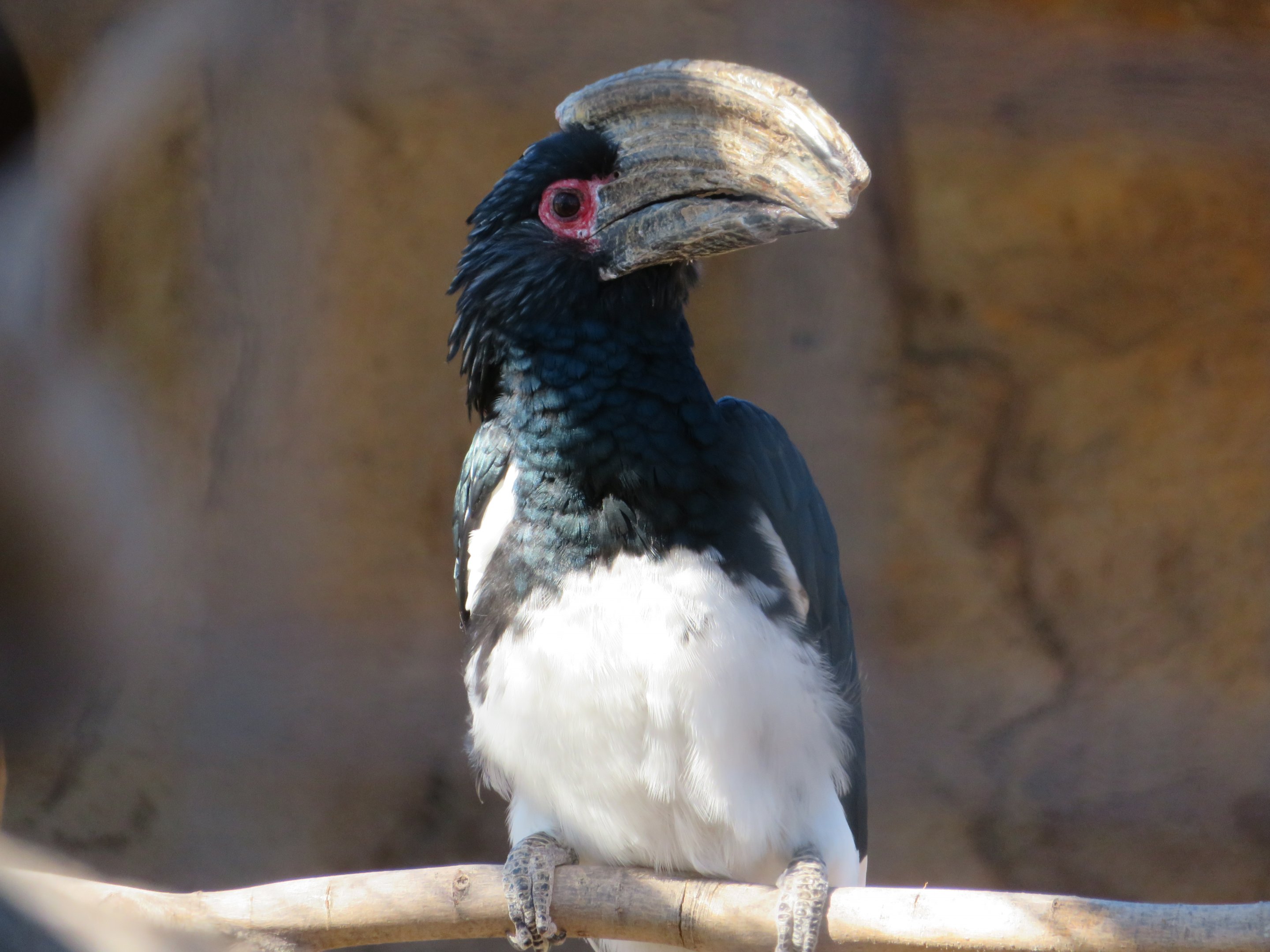 Trumpeter Hornbill