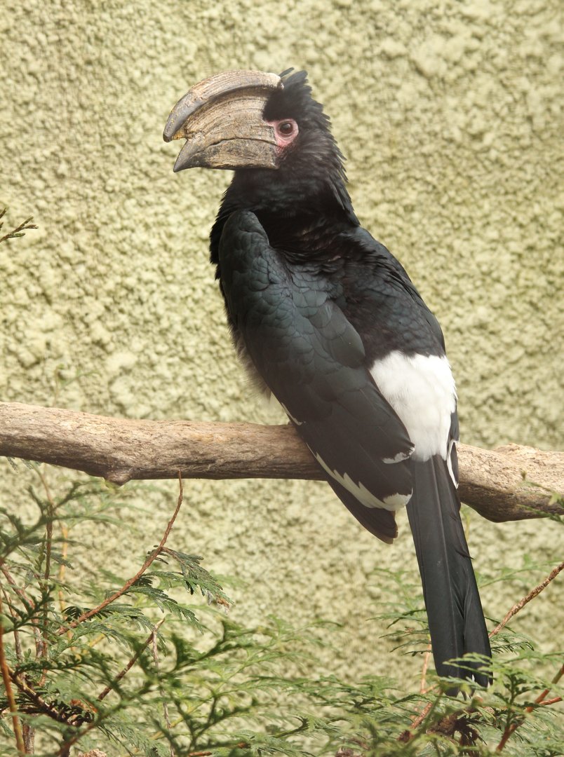 Trumpeter Hornbill