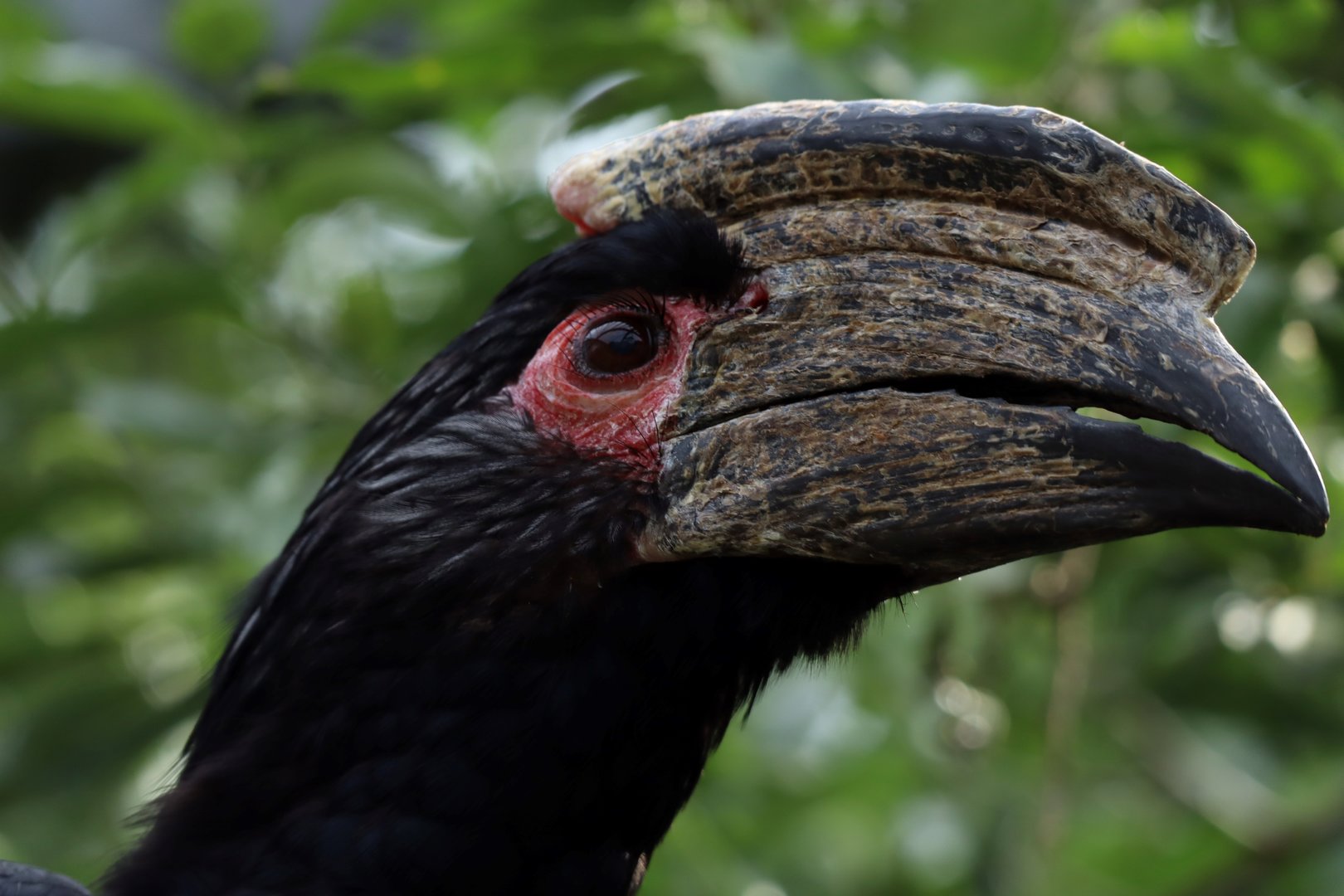 Trumpeter Hornbill