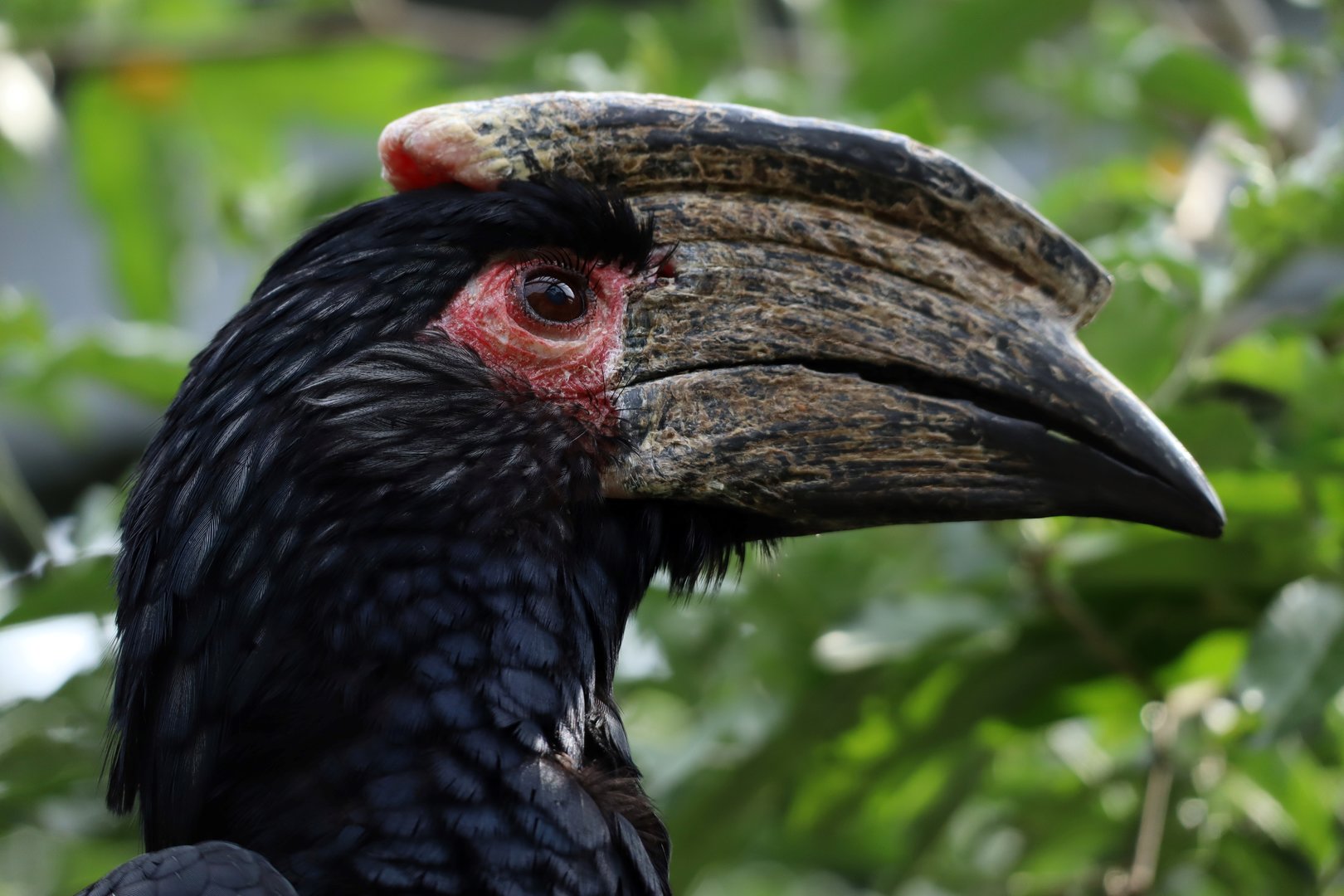 Trumpeter Hornbill