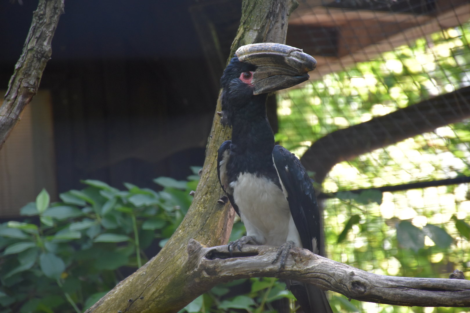 Trumpeter hornbill