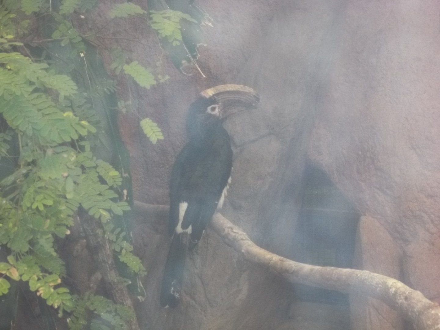 Trumpeter Hornbill