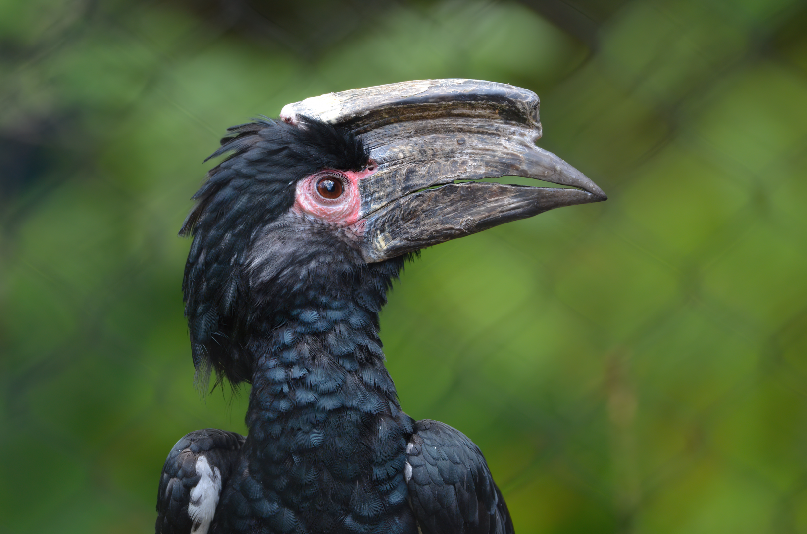 Trumpeter Hornbill