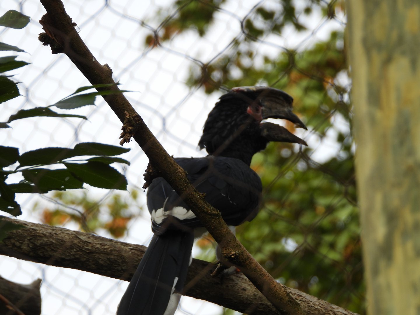 Trumpeter hornbill