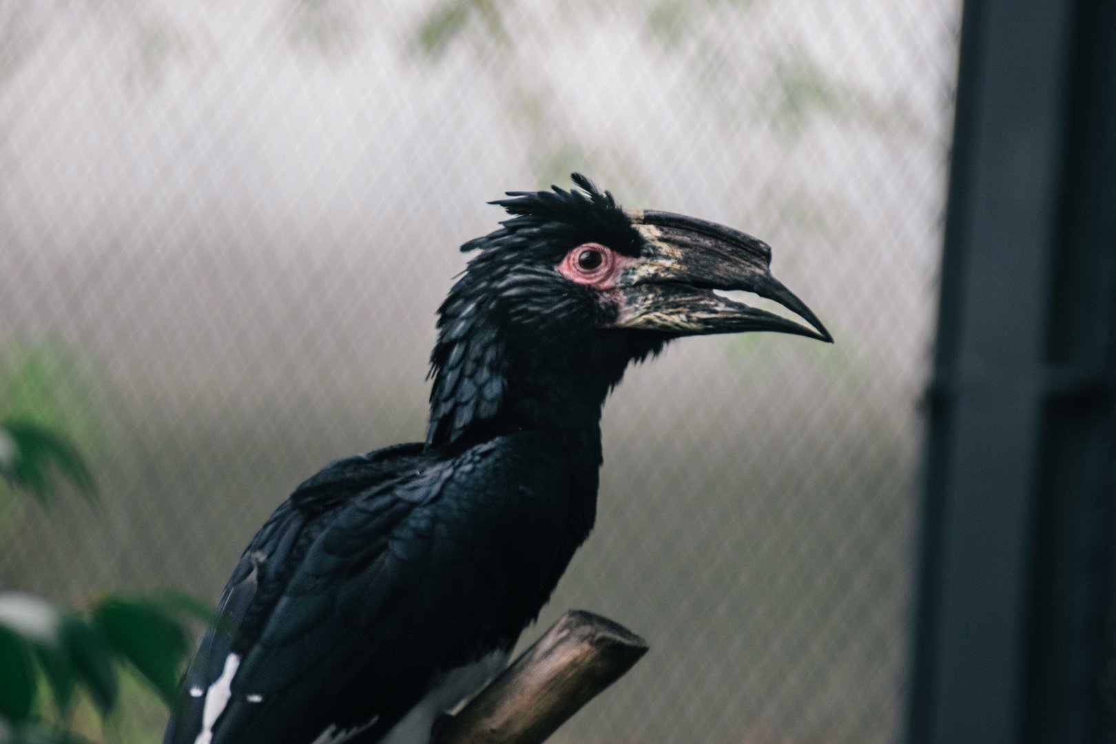 Trumpeter Hornbill