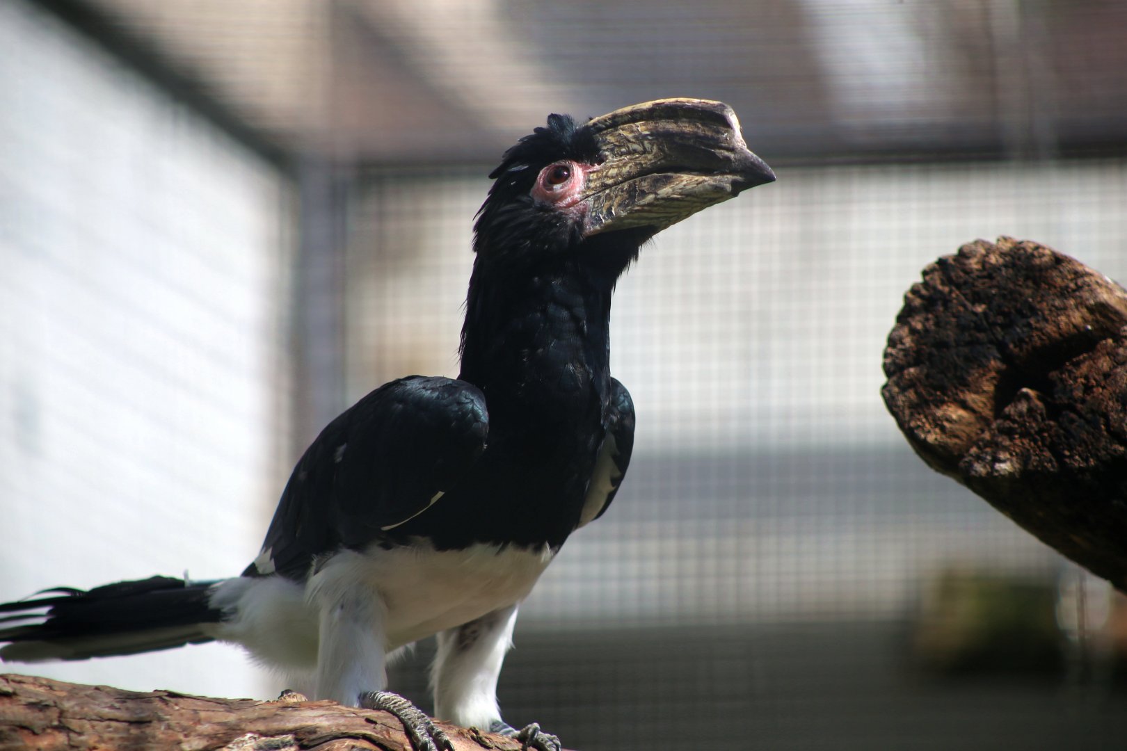 Trumpeter Hornbill