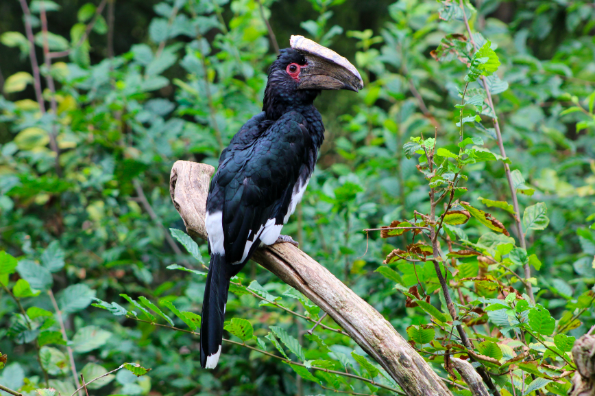 Trumpeter Hornbill