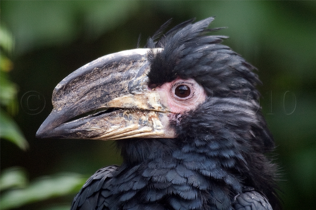 Trumpeter Hornbill