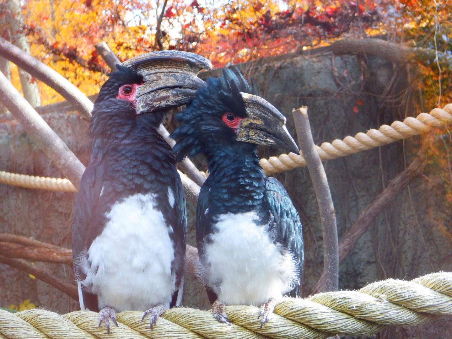 Trumpeter Hornbills at the Greensboro Science Center